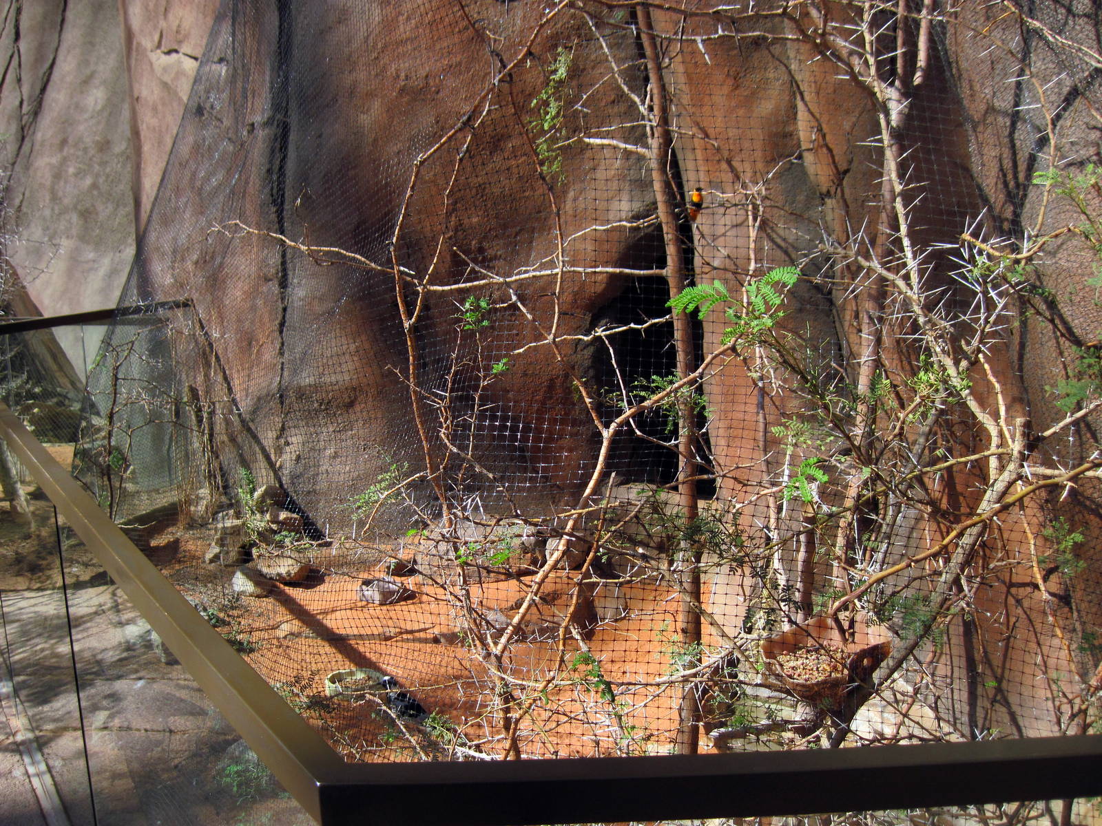 Desert Dome-Plover/Orange Bishop Weaver