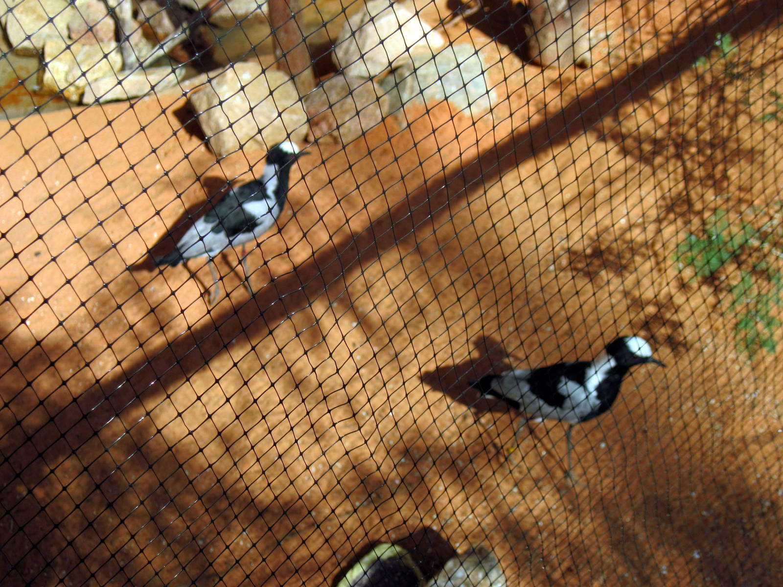 Desert Dome-Plovers
