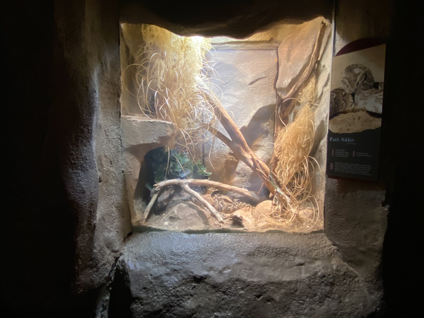 Desert Dome - Puff Ader Terrarium