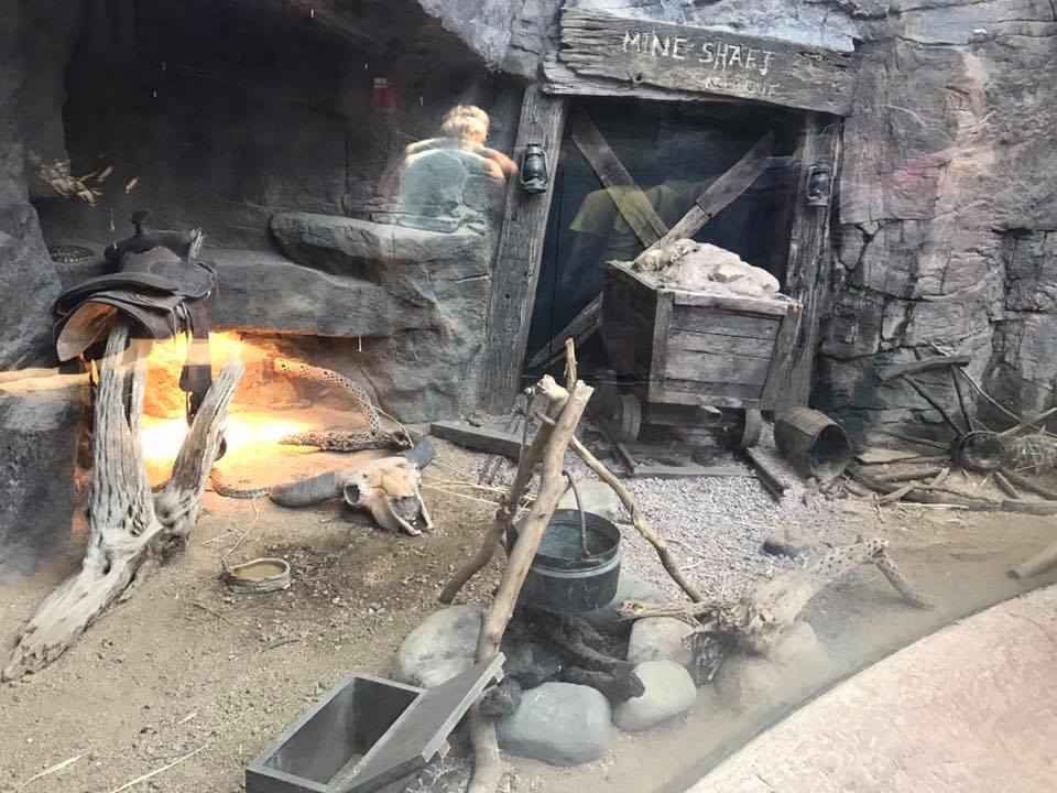 Desert Dome- Rattlesnake