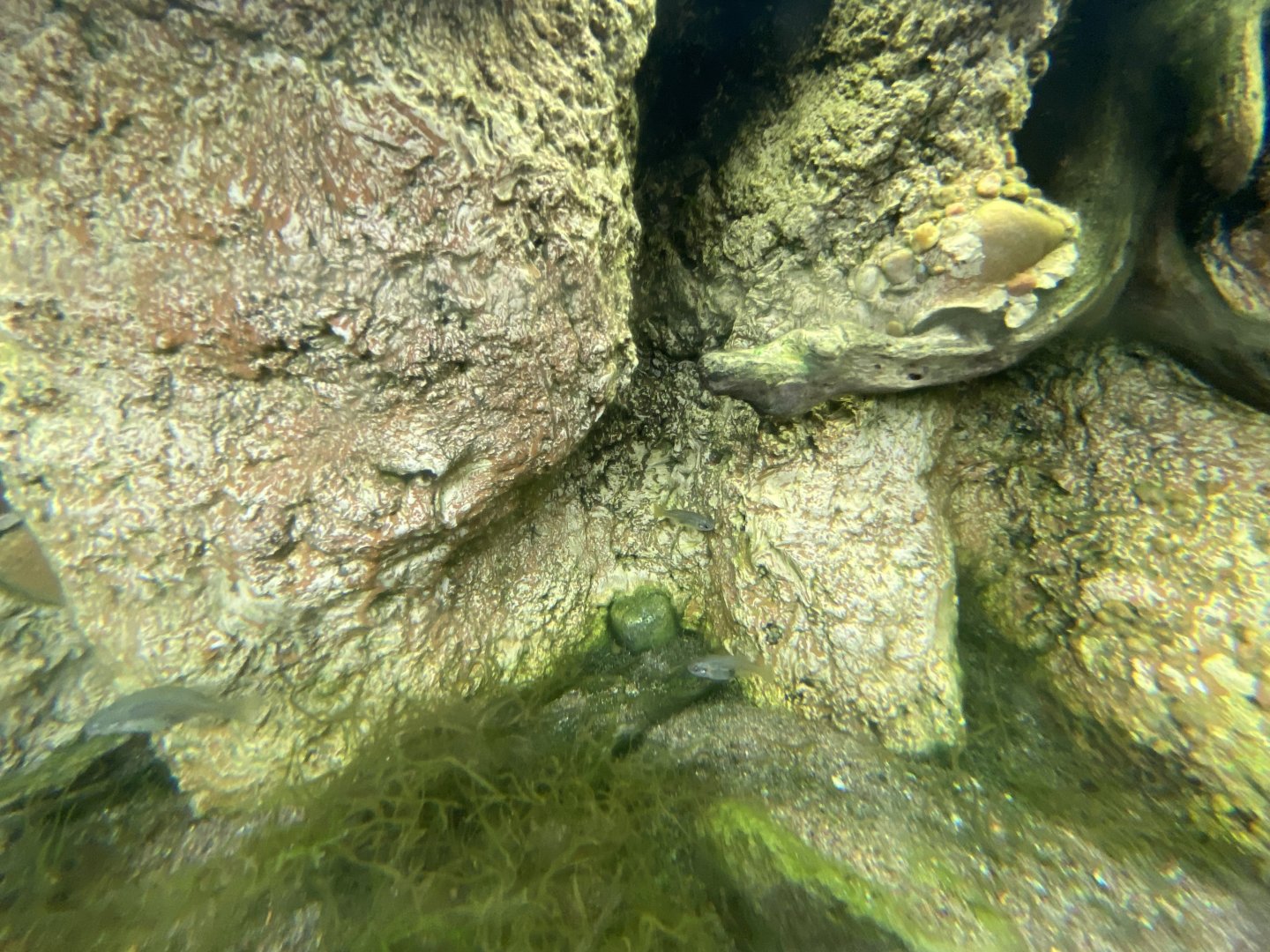 Desert Dome - Redtail Splitfin Tank