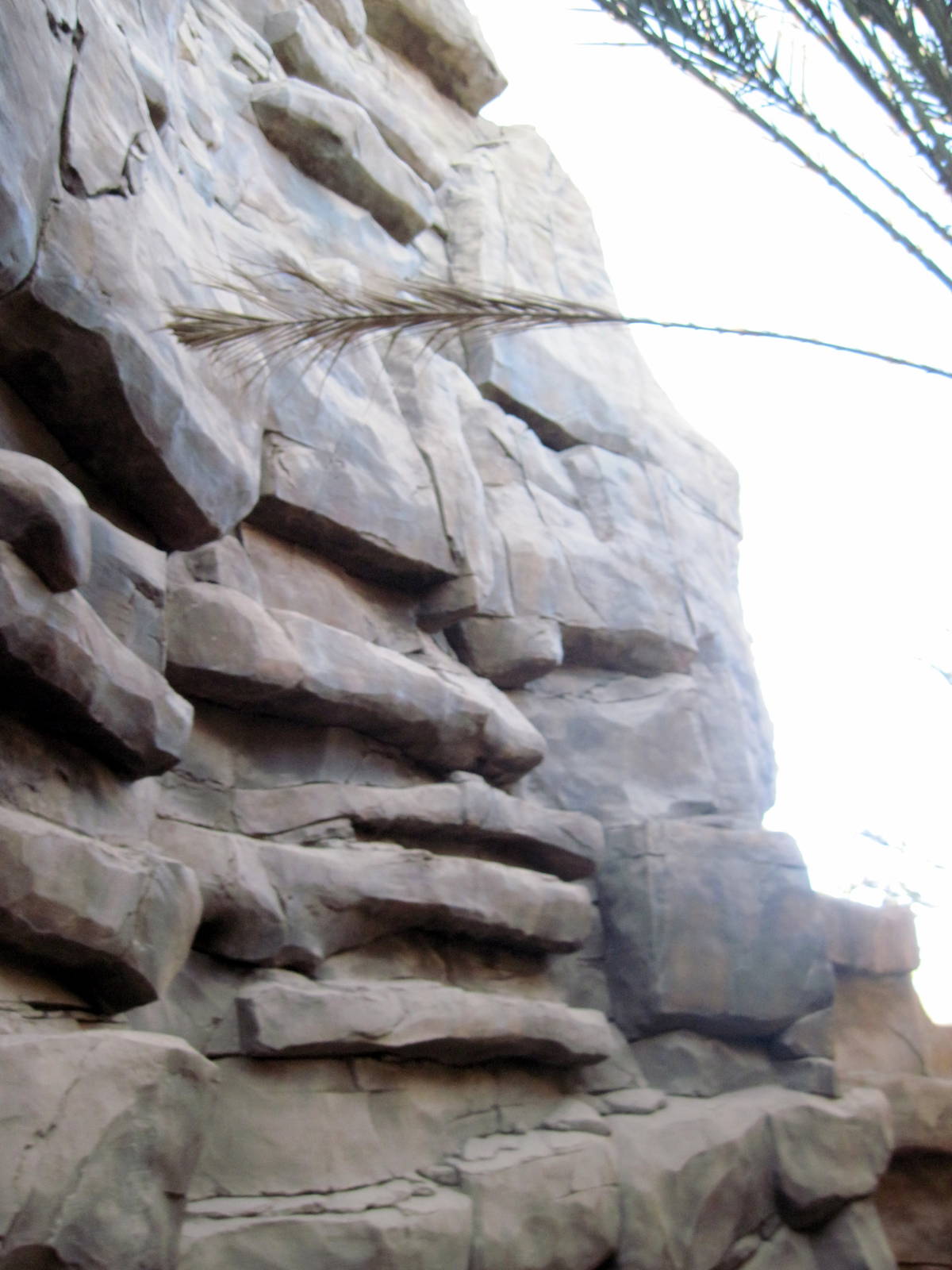 Desert Dome-Rock Hyrax Exhibit