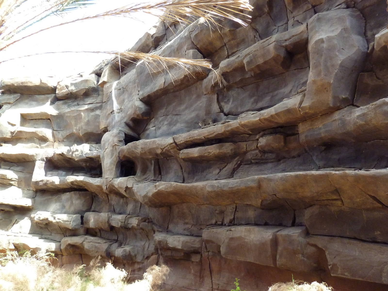 Desert Dome - Rock Hyrax Exhibits