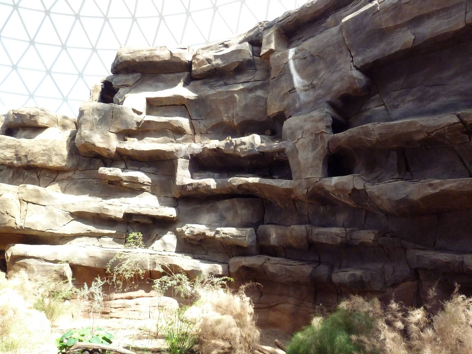 Desert Dome - Rock Hyrax Exhibits