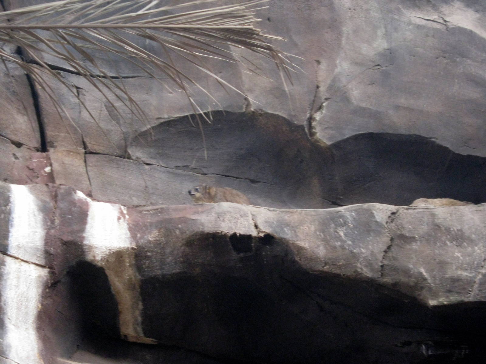 Desert Dome-Rock Hyrax