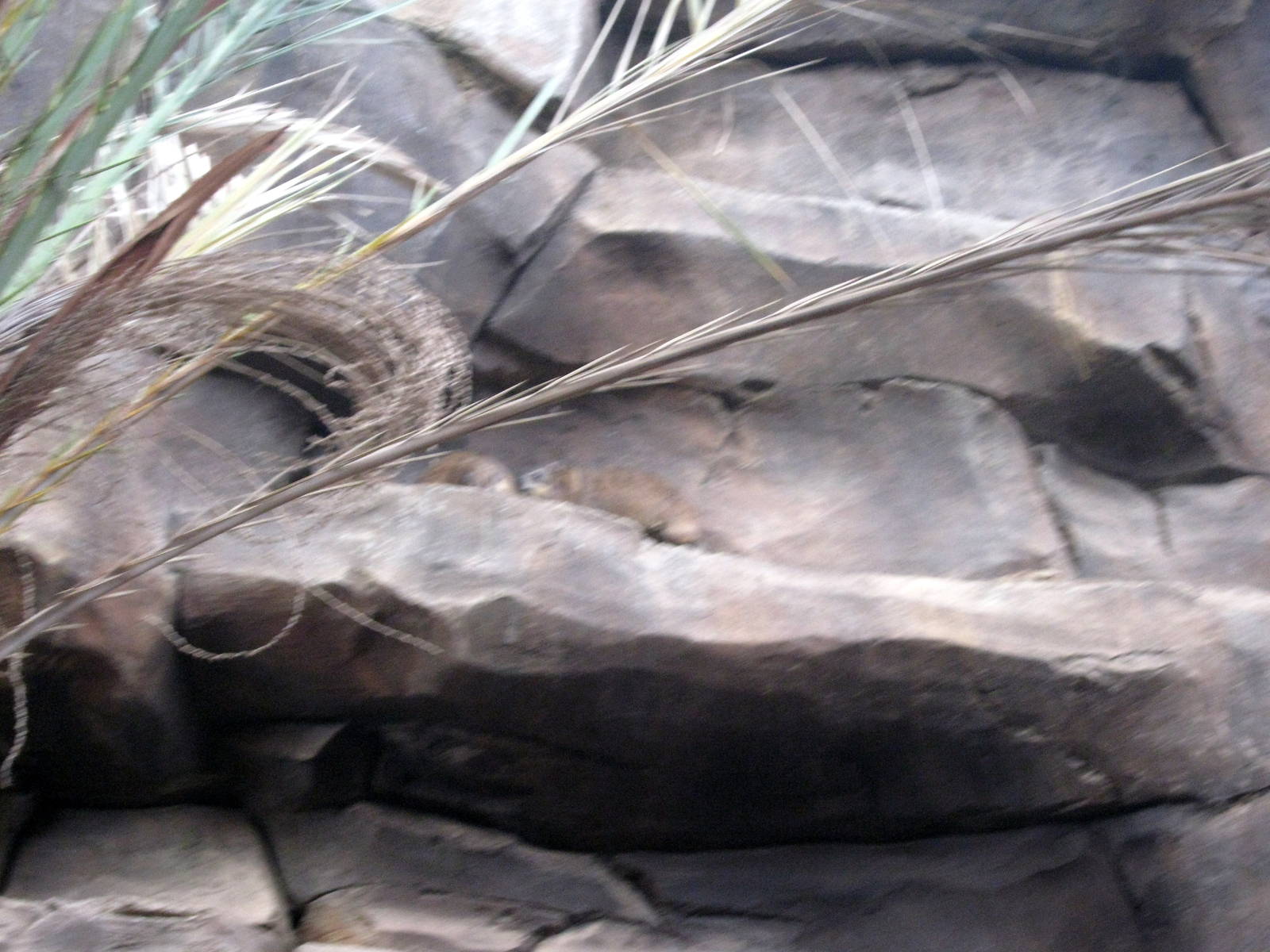 Desert Dome-Rock Hyrax