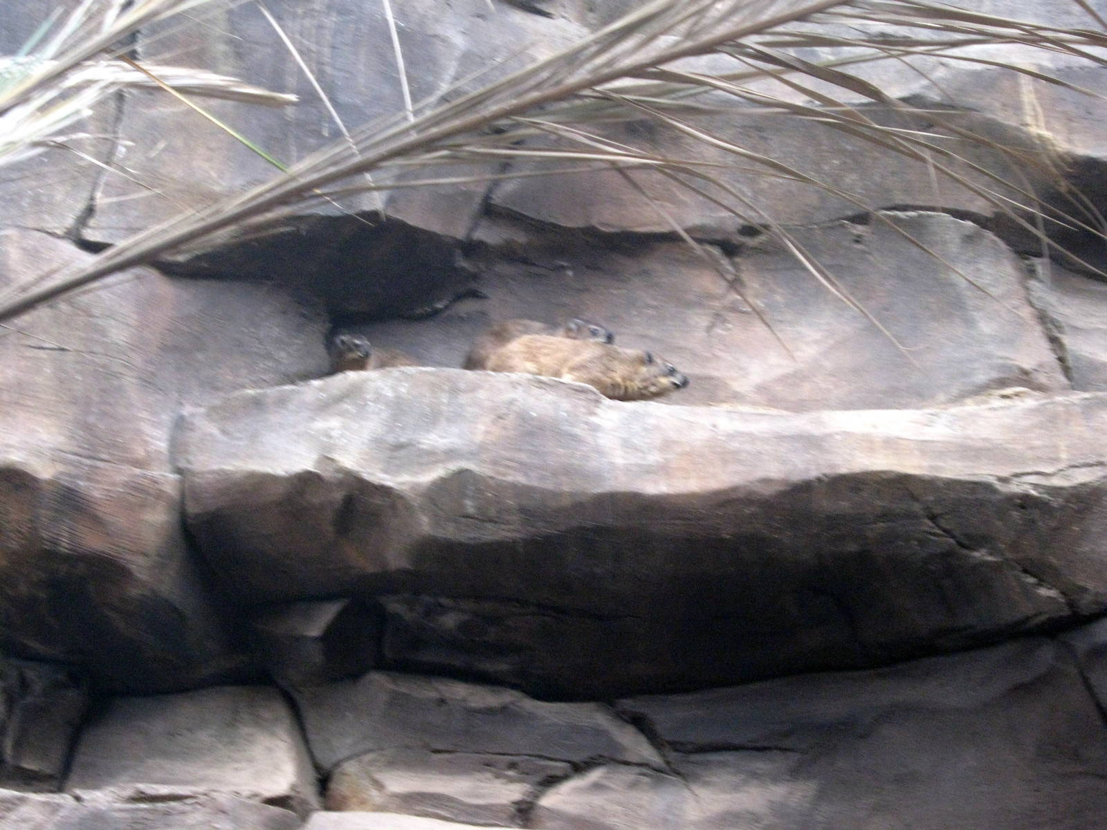 Desert Dome-Rock Hyrax