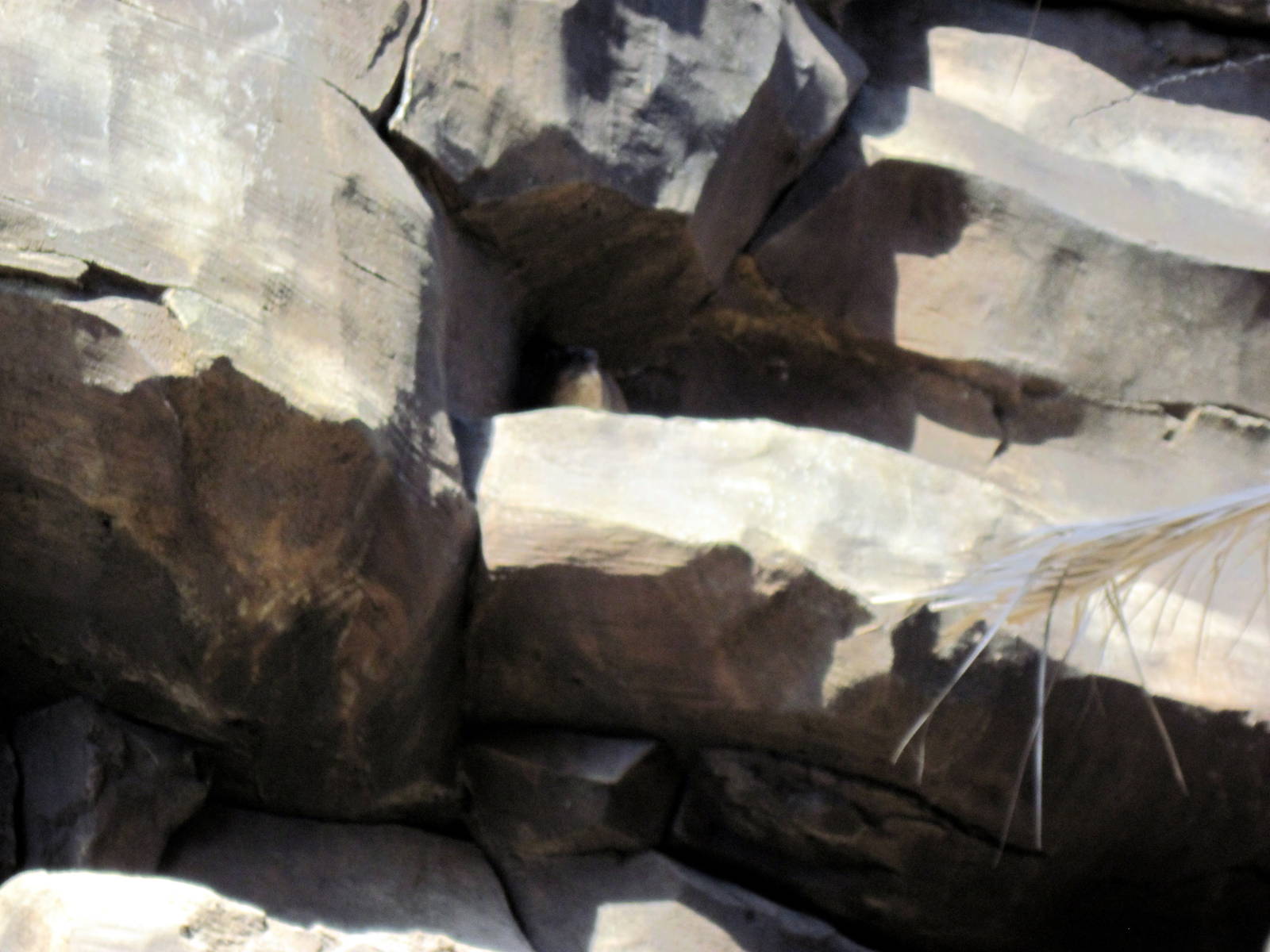 Desert Dome-Rock Hyrax
