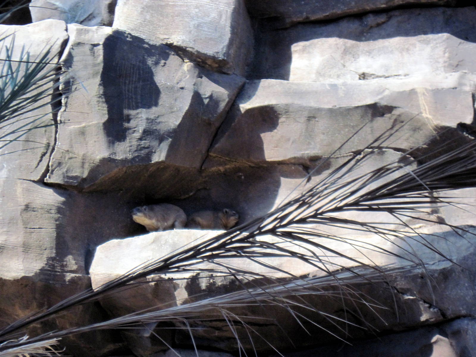 Desert Dome-Rock Hyraxes