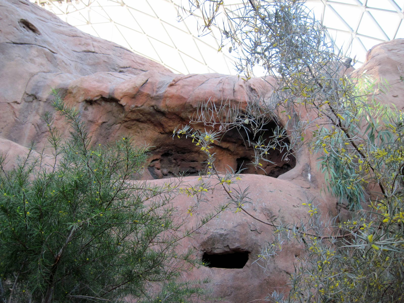 Desert Dome-Rock Wallaby Exhibit