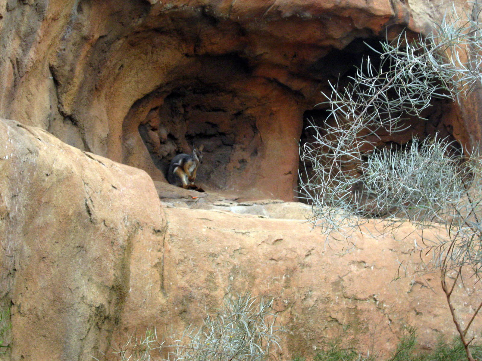 Desert Dome-Rock Wallaby