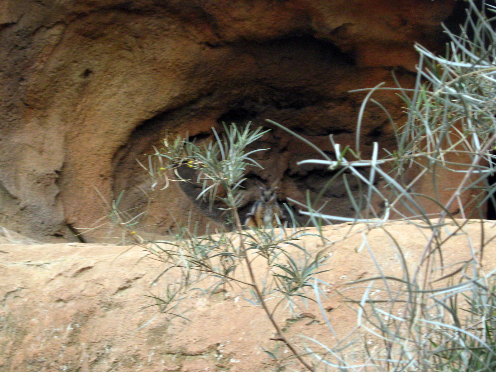 Desert Dome-Rock Wallaby