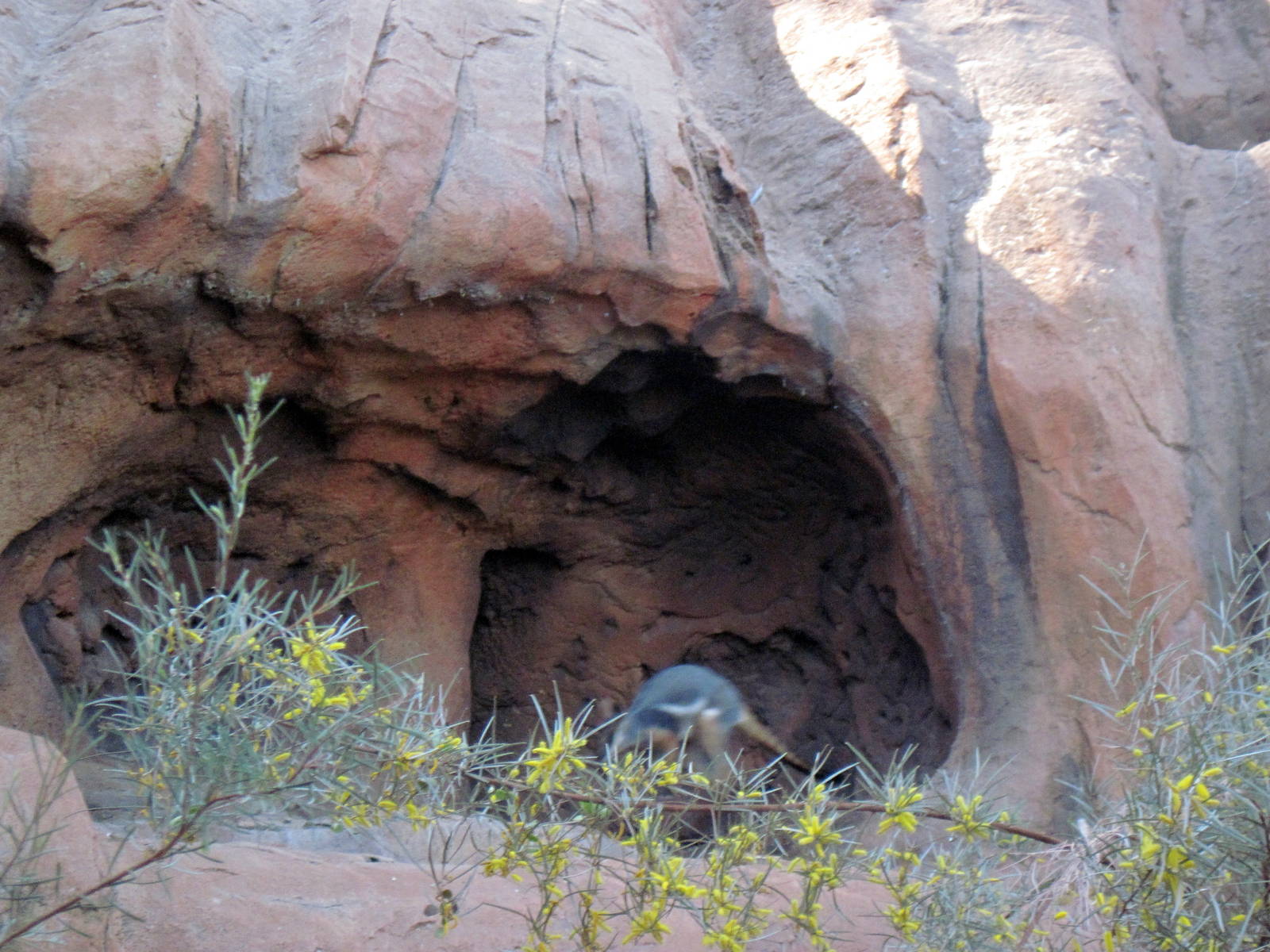 Desert Dome-Rock Wallaby