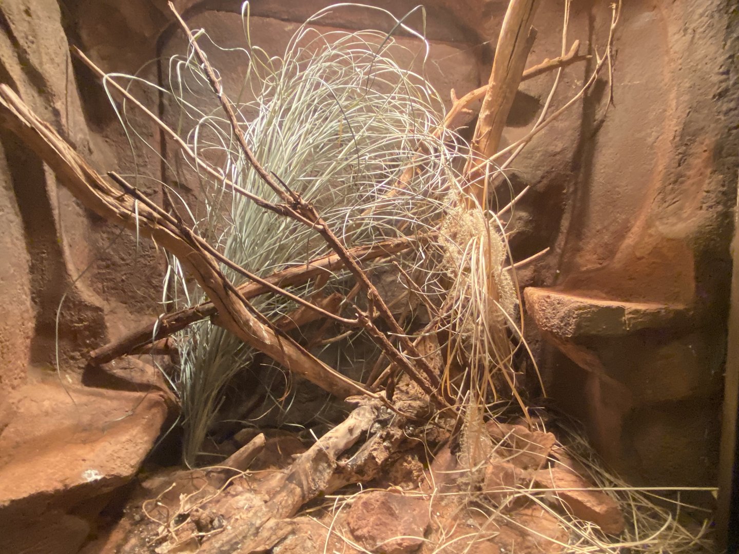 Desert Dome - Rough-Scaled Death Ader Terrarium