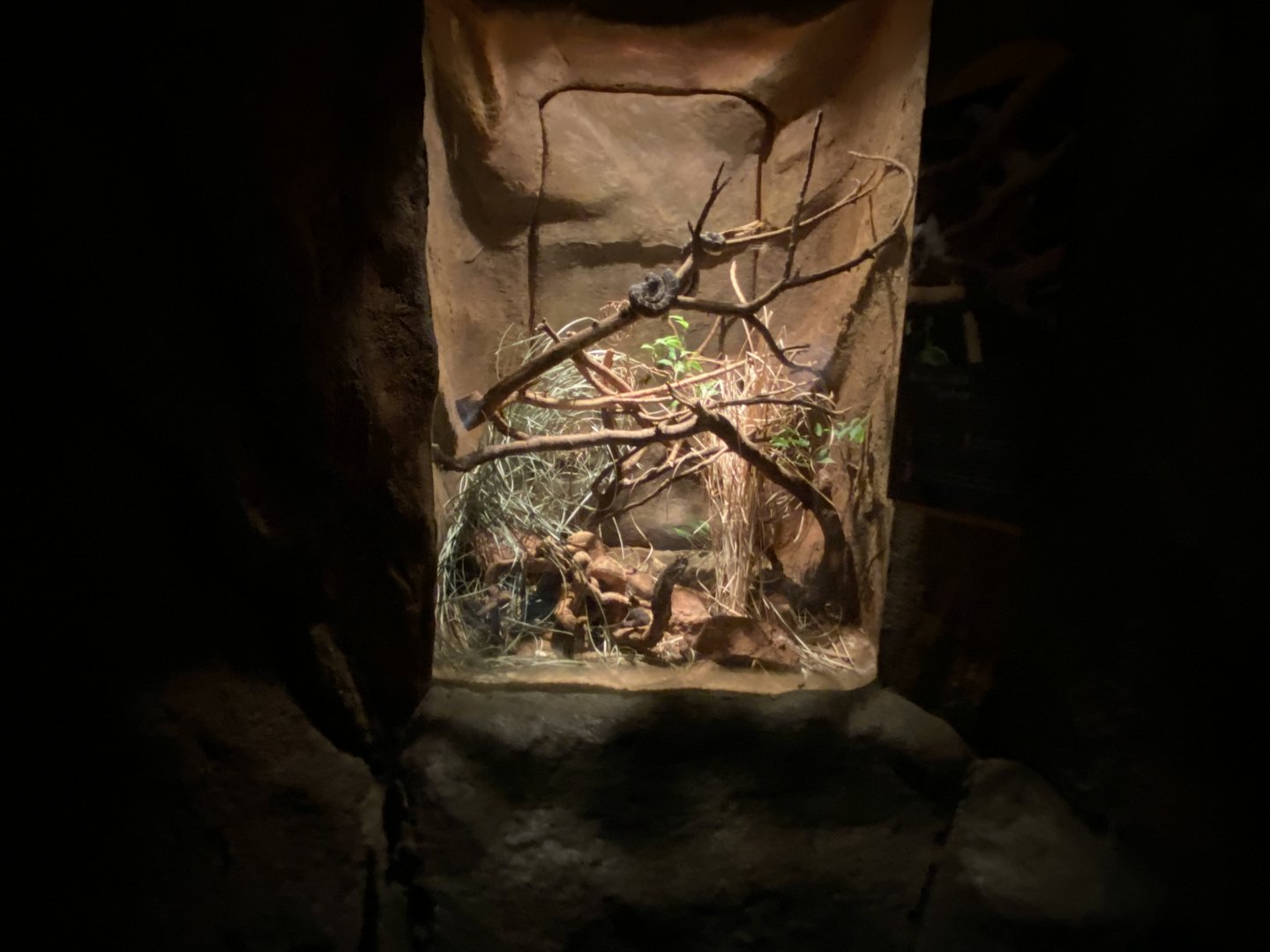 Desert Dome - Rough-Scaled Python Terrarium