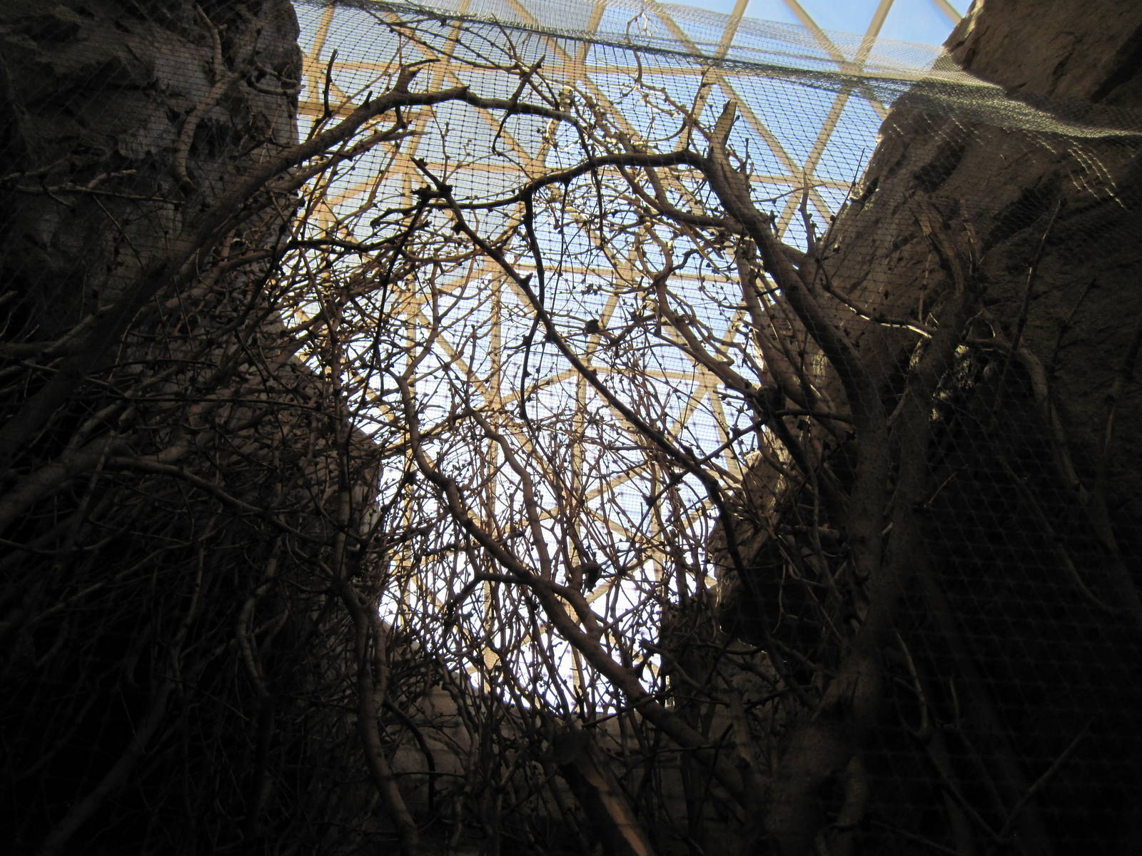 Desert Dome-Ruby-throated Hummingbird Exhibit