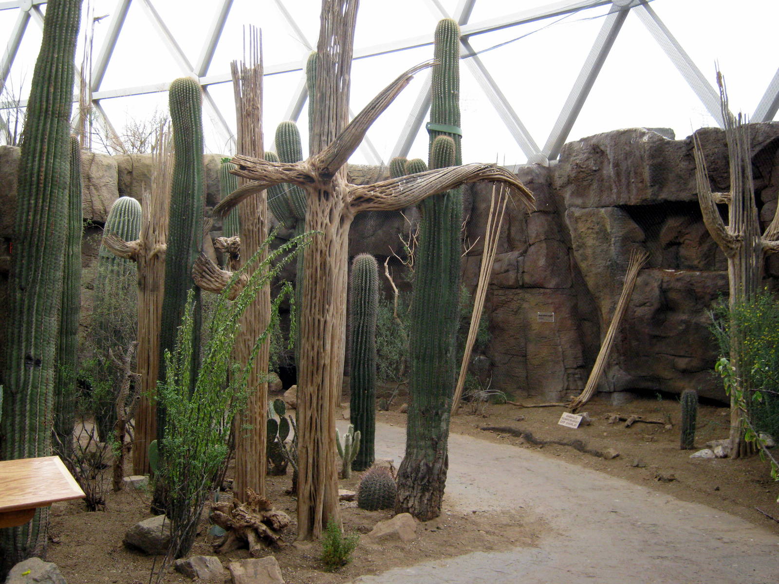Desert Dome-Saguaro Cacti