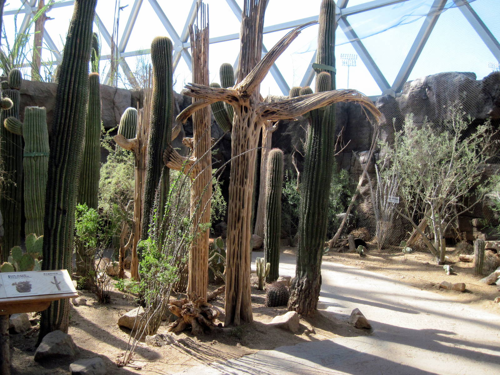 Desert Dome-Saguaro Cactus Forest