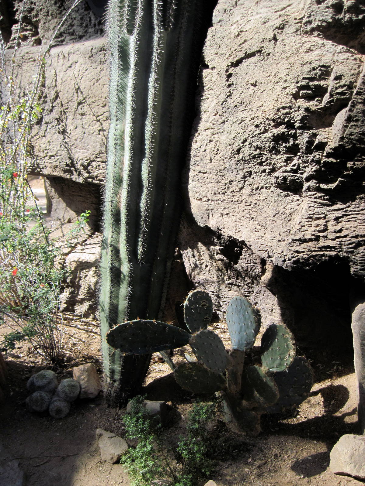 Desert Dome-Saguaro Cactus