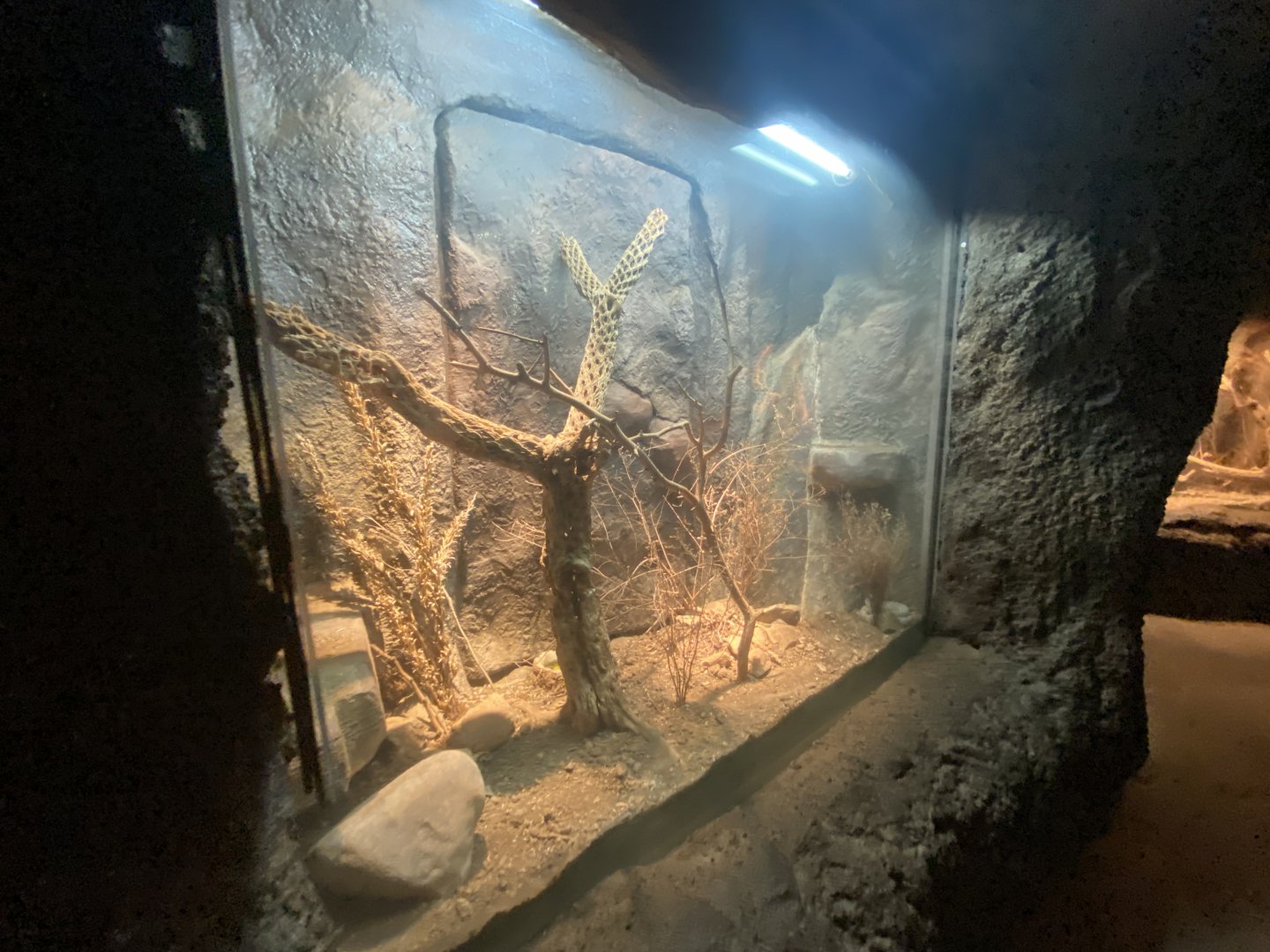 Desert Dome - Santa Catalina Island Rattlesnake Terrarium