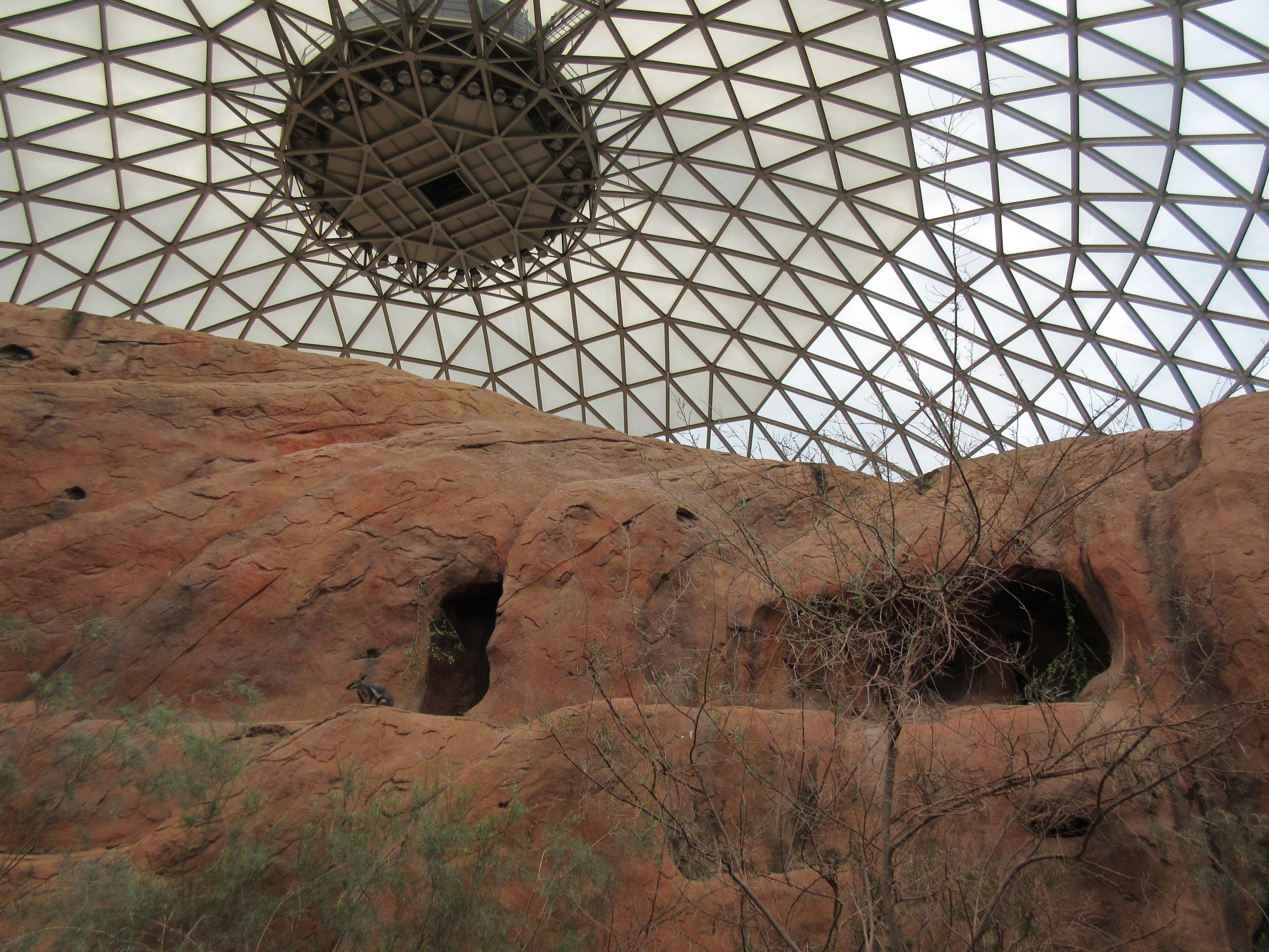 Desert Dome - see the wallaby?