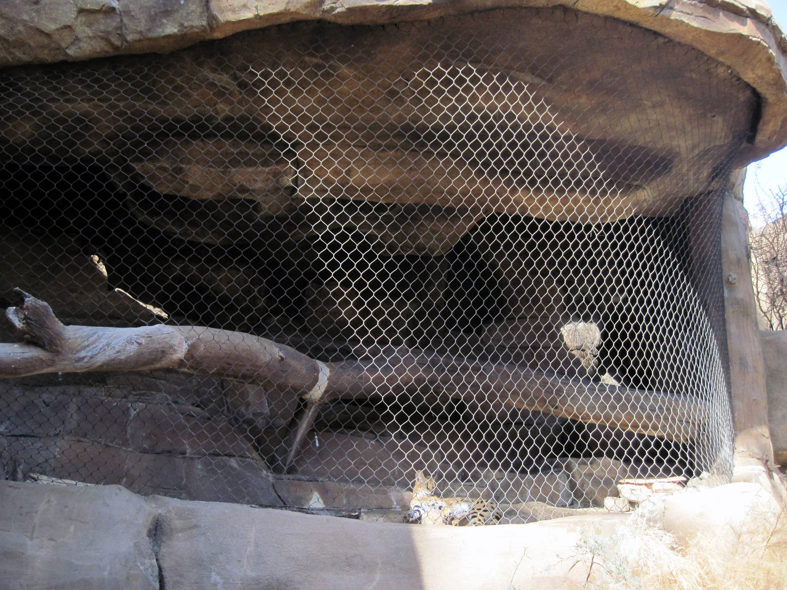 Desert Dome-Serval Exhibit