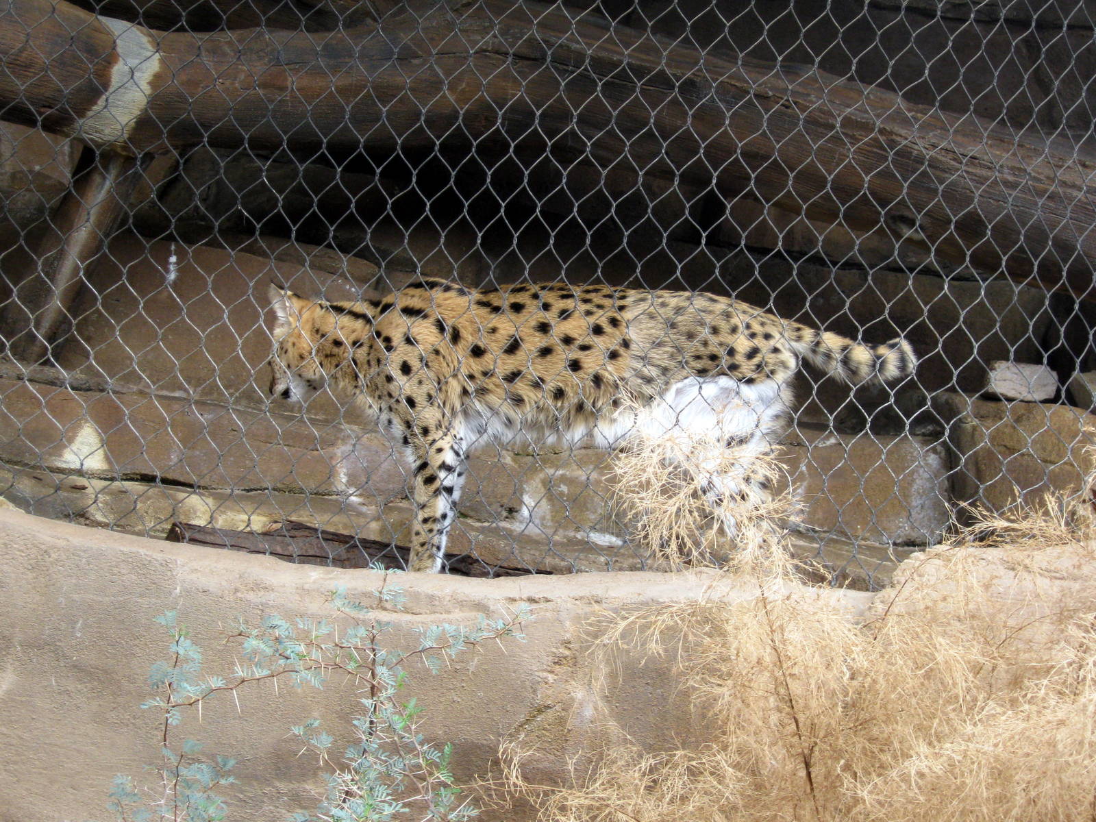 Desert Dome-Serval