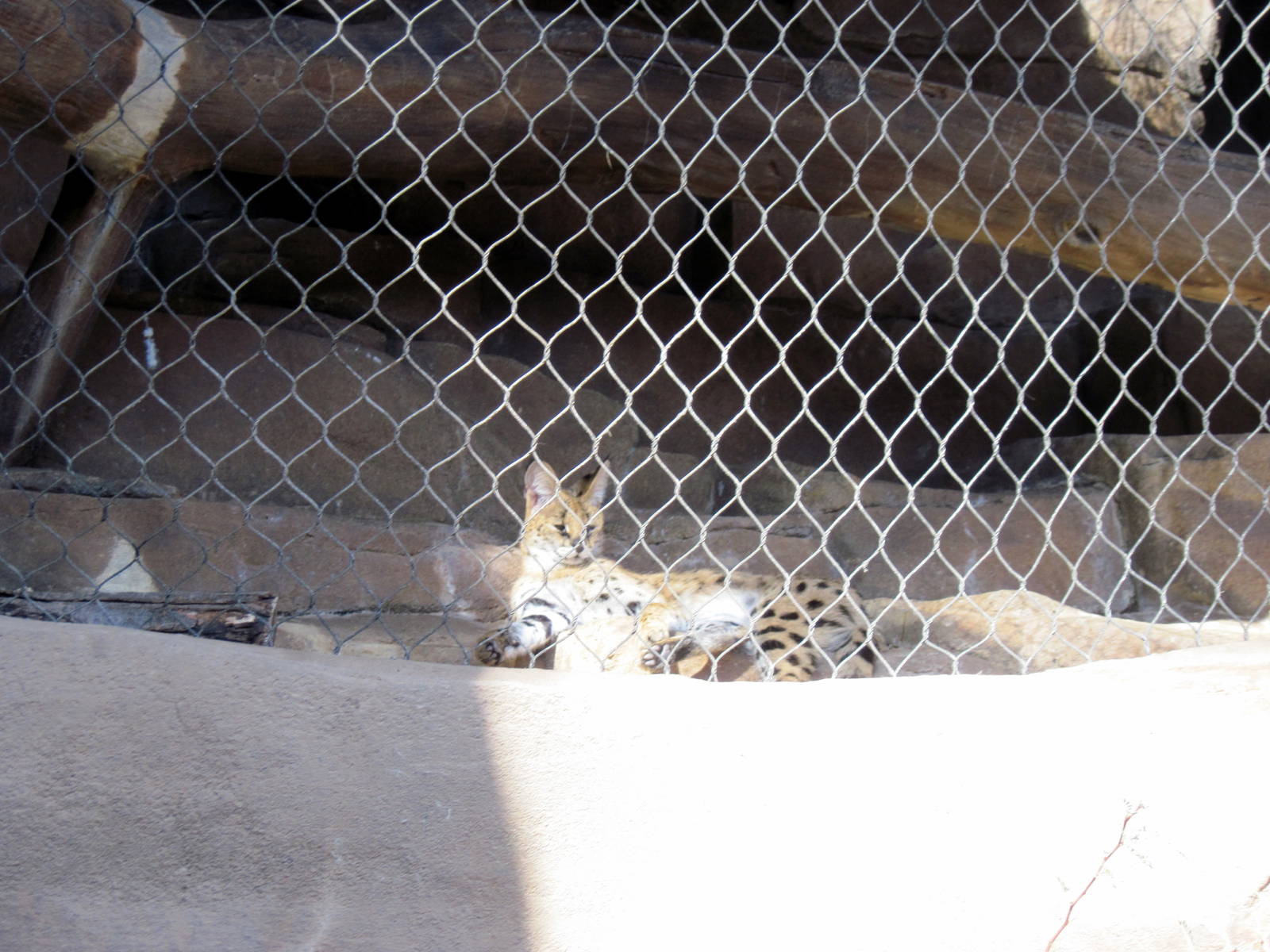 Desert Dome-Serval