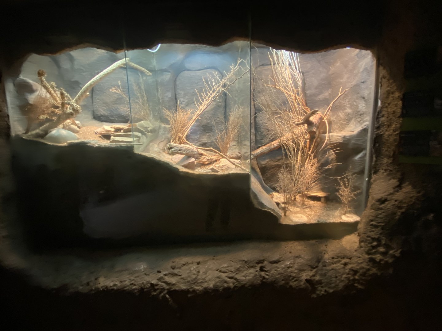 Desert Dome - Sidewinder, Mottled Rock Rattlesnake, & Santa Catalina Island Rattlesnake Terrariums