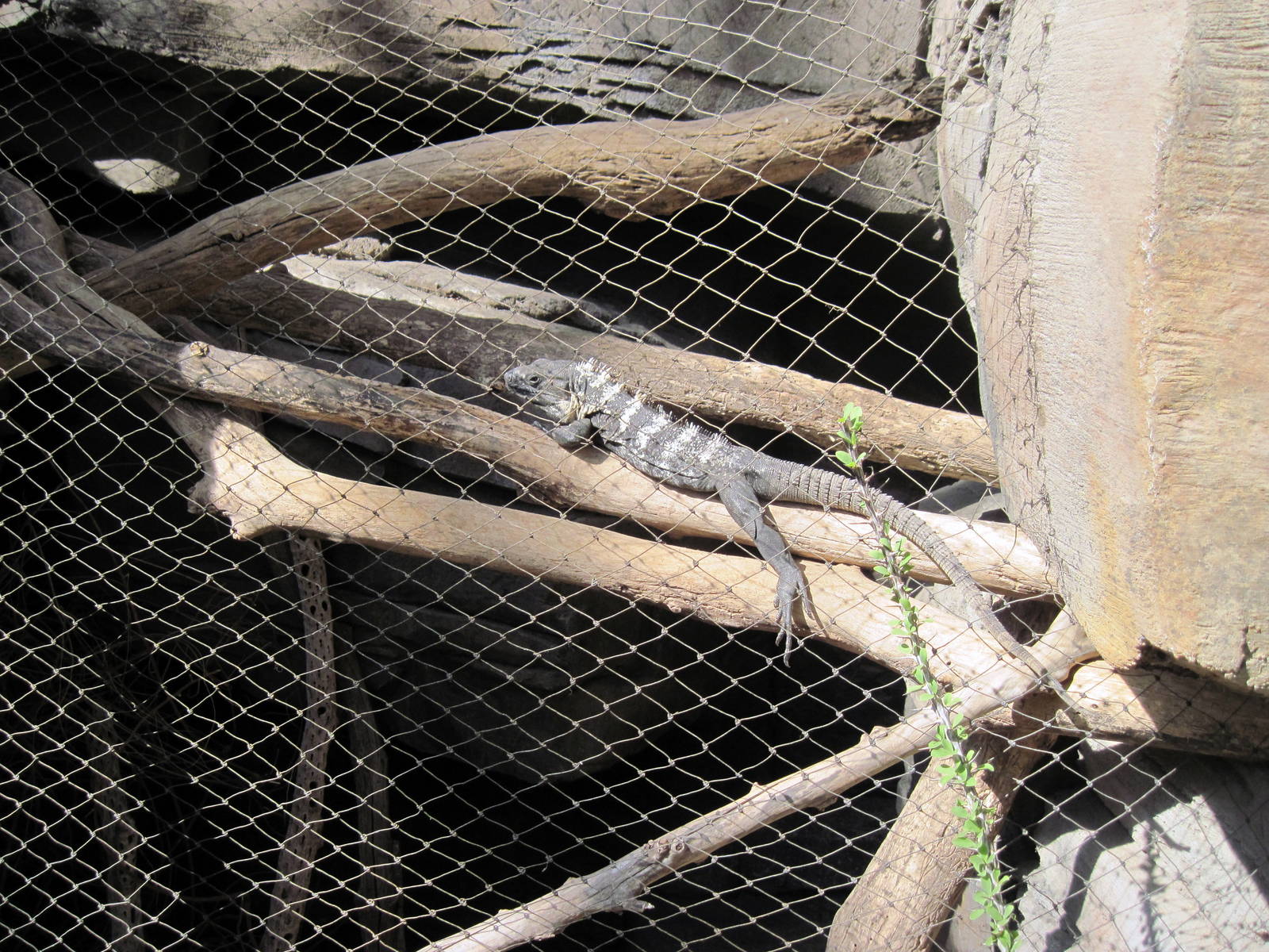 Desert Dome-Sonoran Black Spinytail Iguana