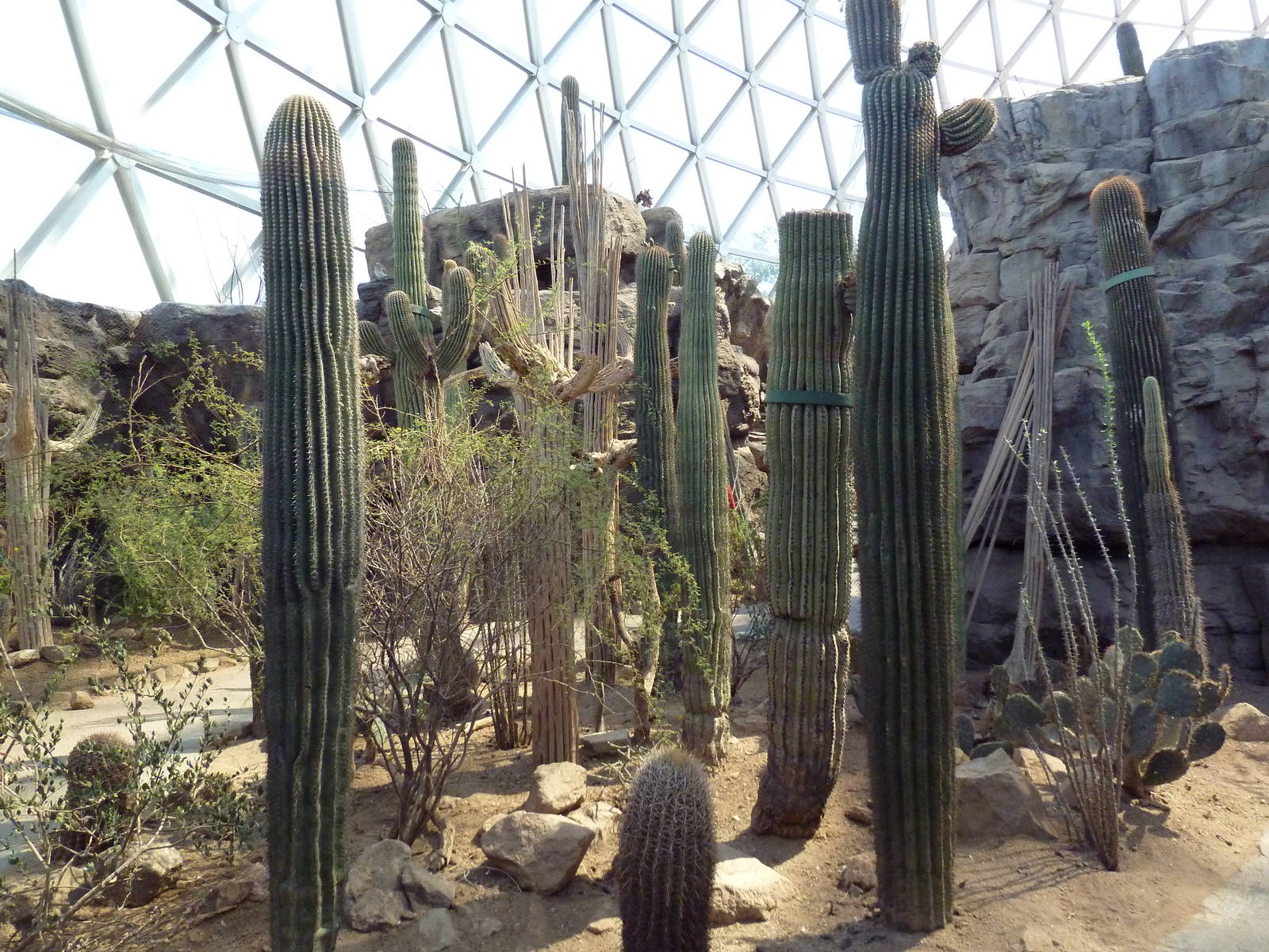 Desert Dome - Sonoran Desert Landscape