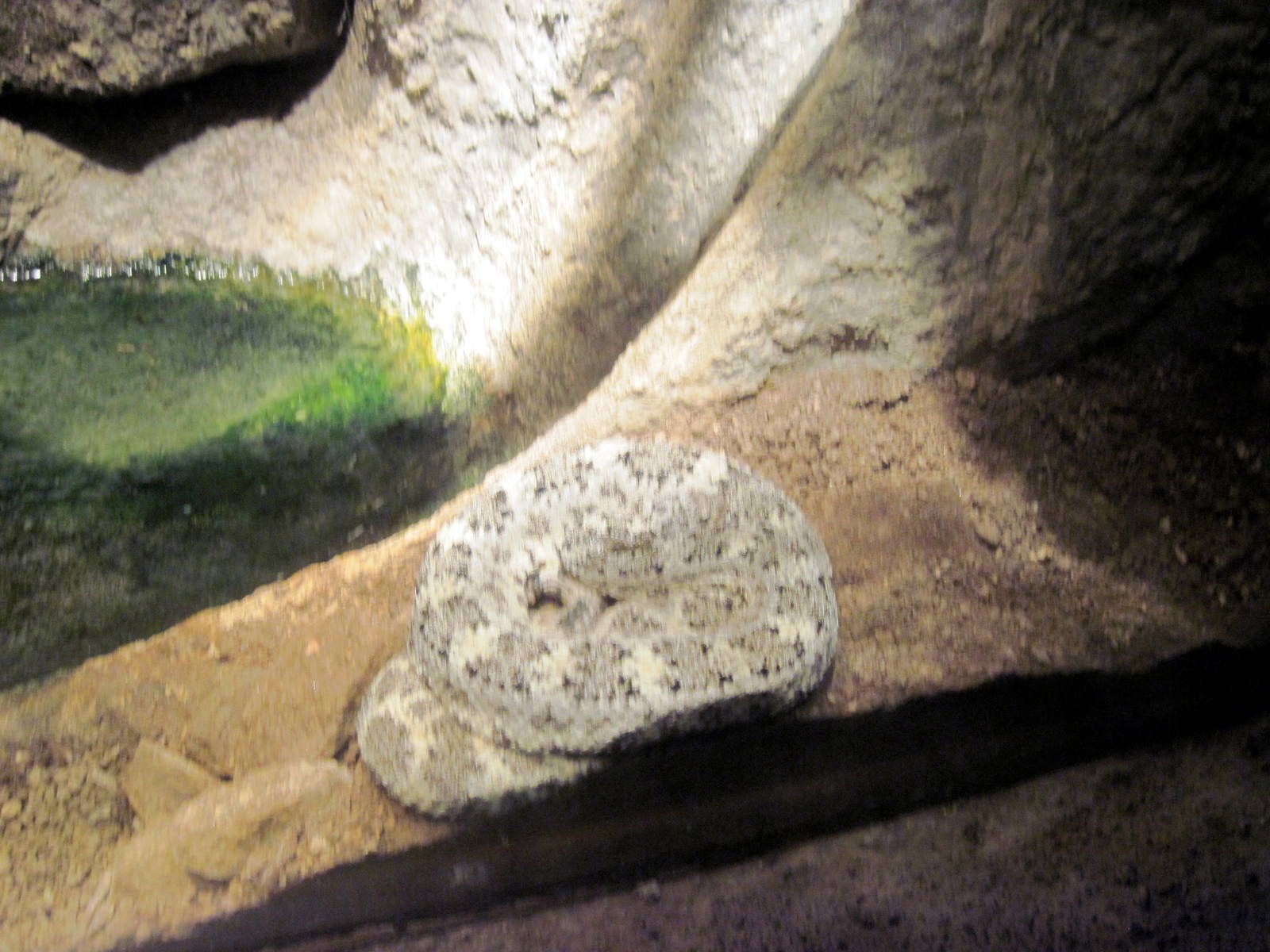 Desert Dome-Speckled Rattlesnake
