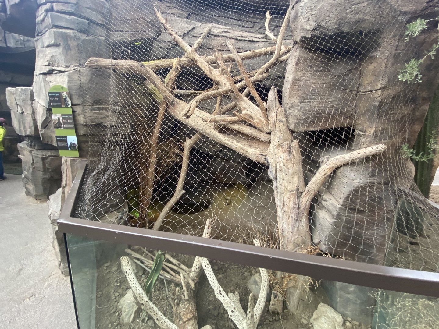 Desert Dome - Spiny-Tailed Iguana/Sonoran Box Turtle/Common Box Turtle Exhibit