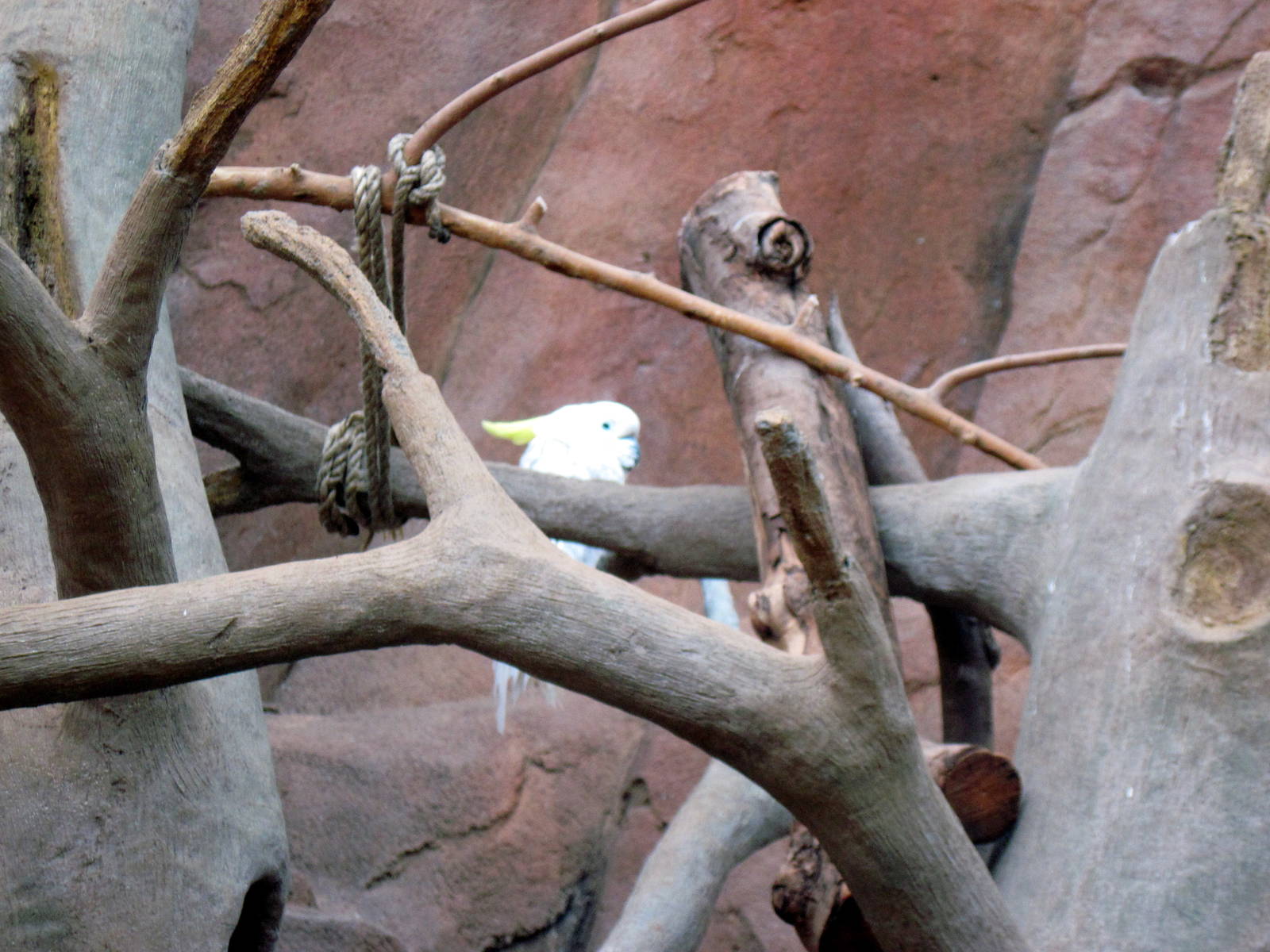 Desert Dome-Sulfur-crested Cockatoo