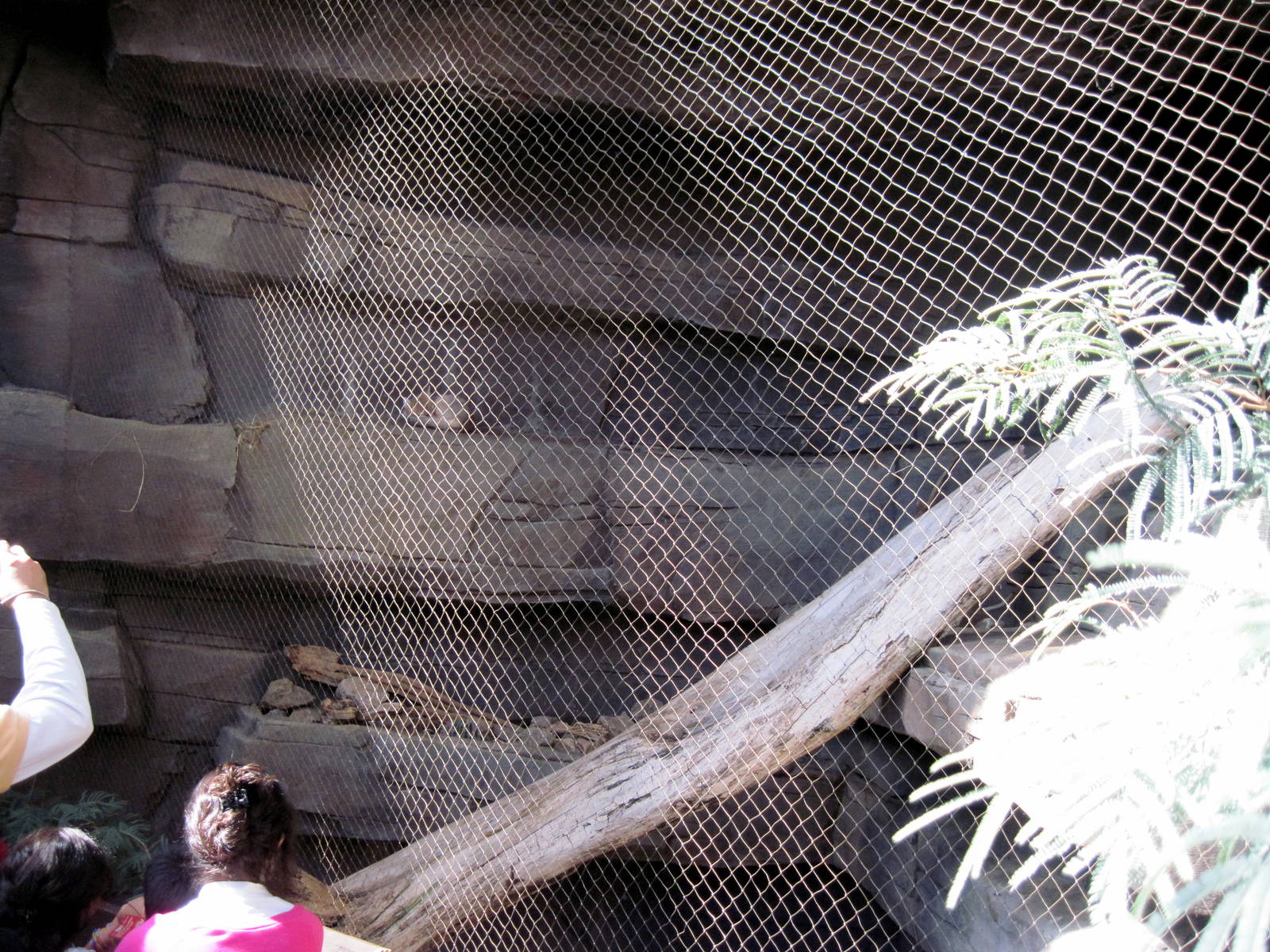 Desert Dome-Swift Fox Exhibit