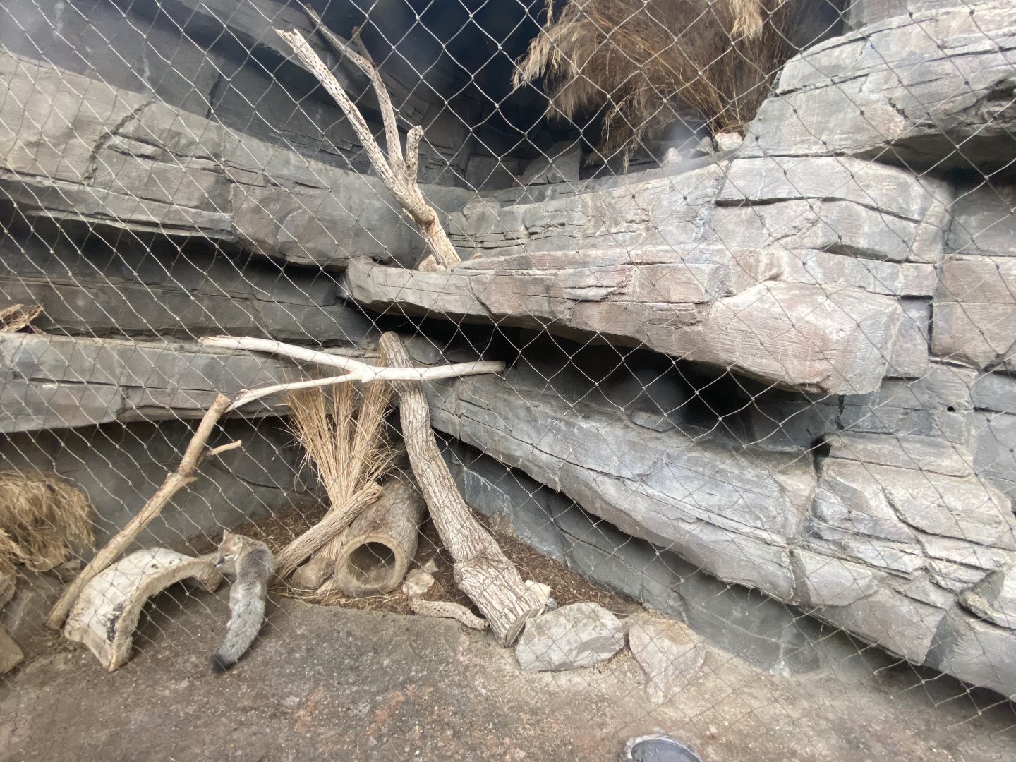 Desert Dome - Swift Fox Exhibit