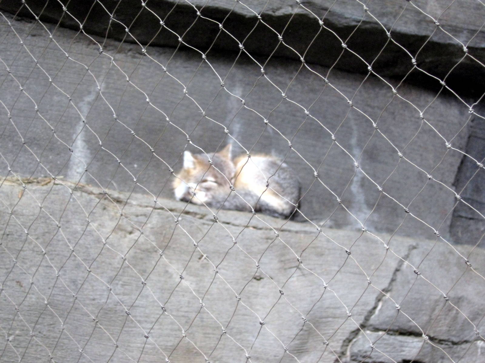Desert Dome-Swift Fox