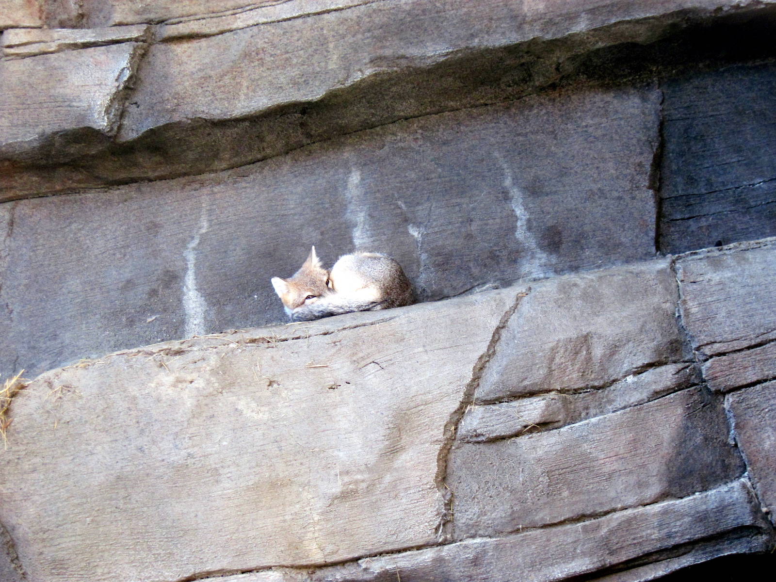 Desert Dome-Swift Fox