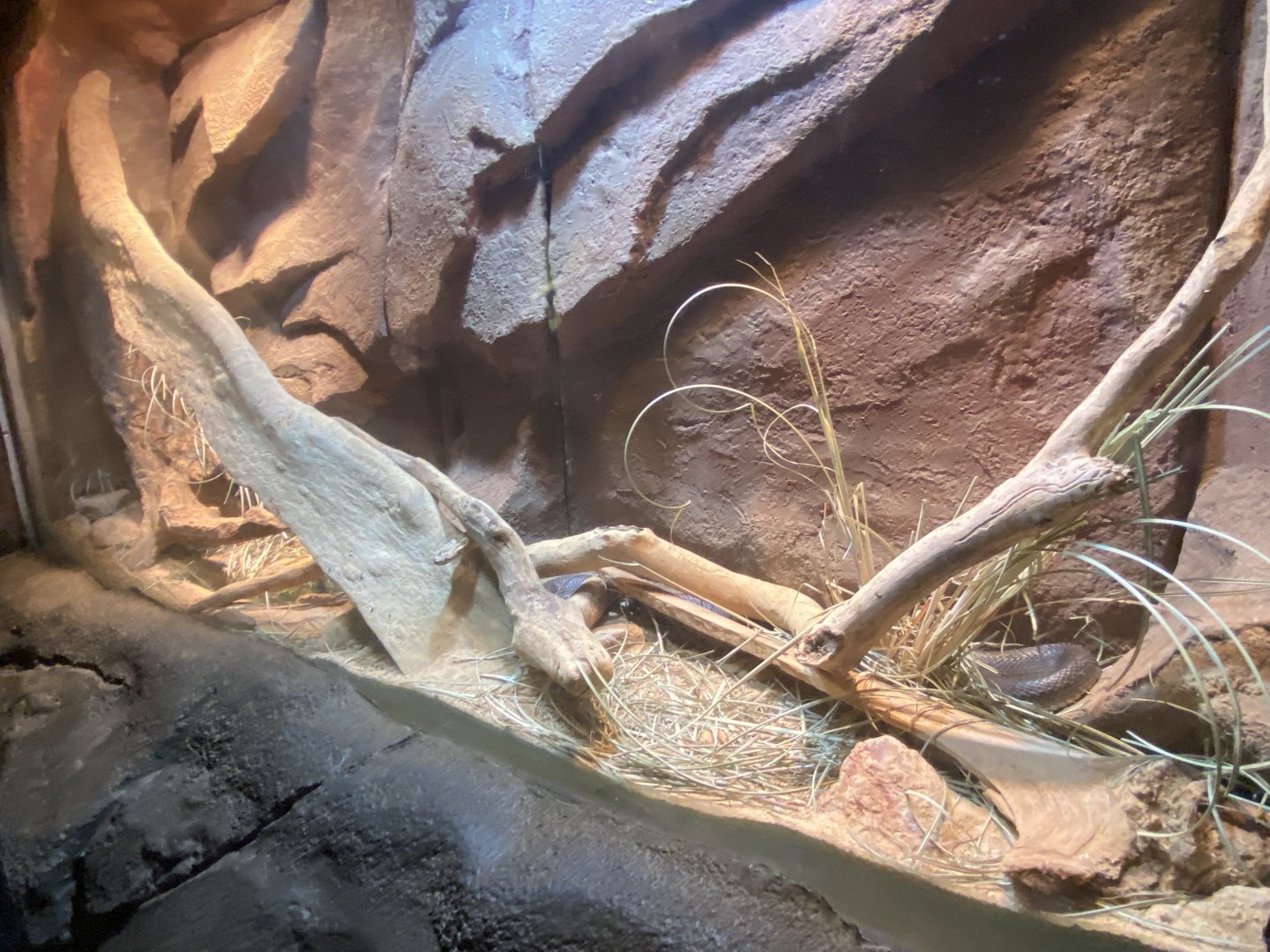 Desert Dome - Taipan Terrarium