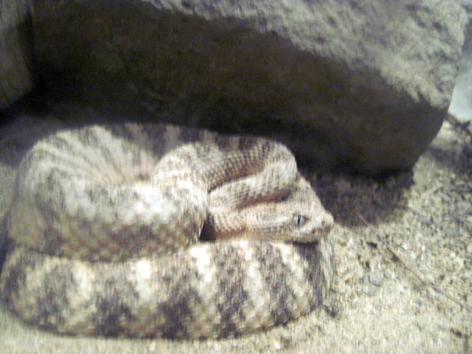 Desert Dome-Tiger Rattlesnake