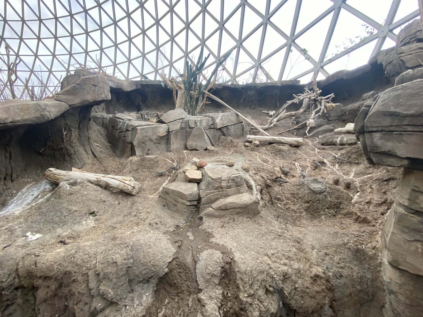 Desert Dome - Turkey Vulture Exhibit