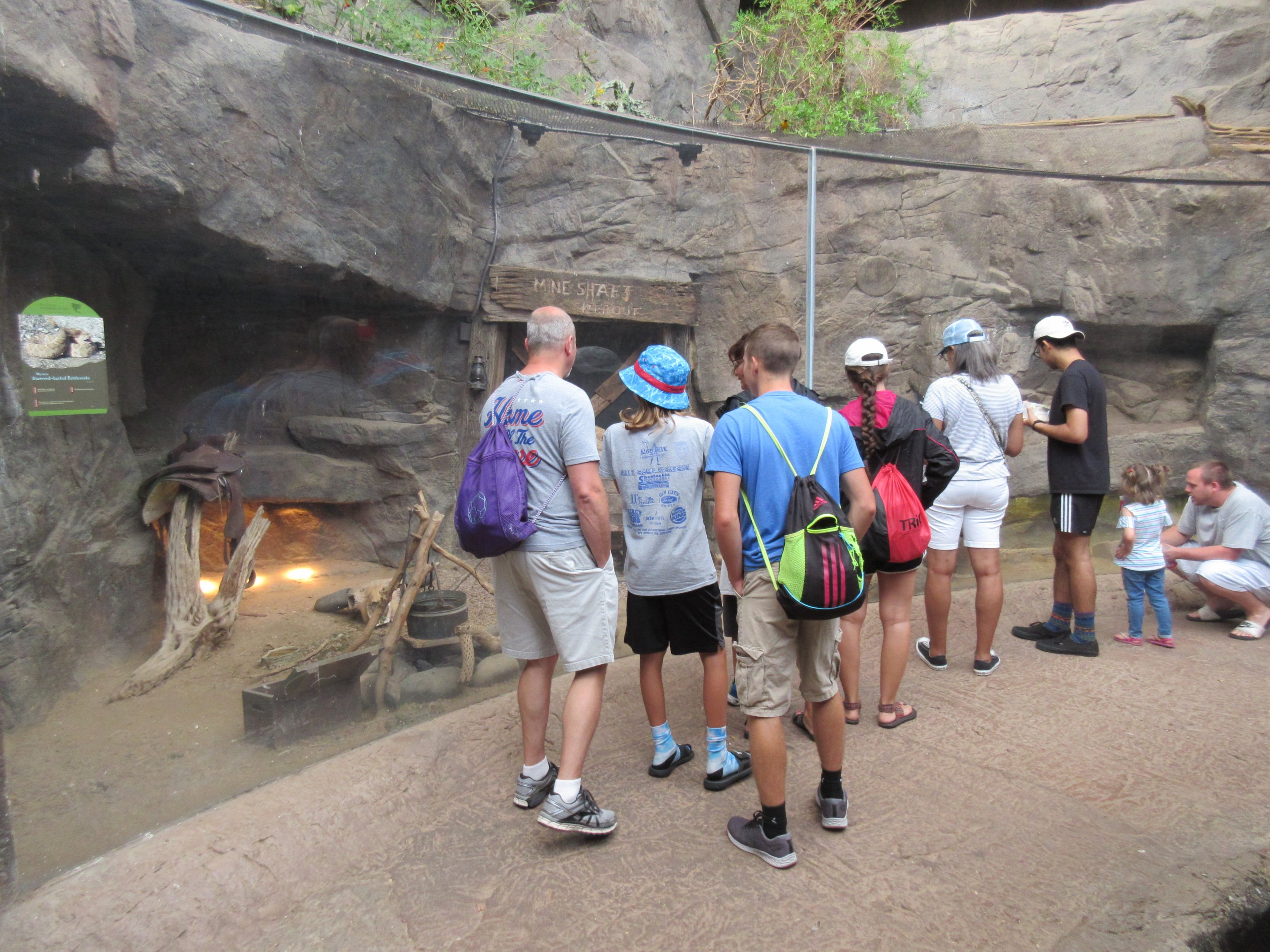 Desert Dome - Western Diamond-backed Rattlesnake Exhibit (popular!)