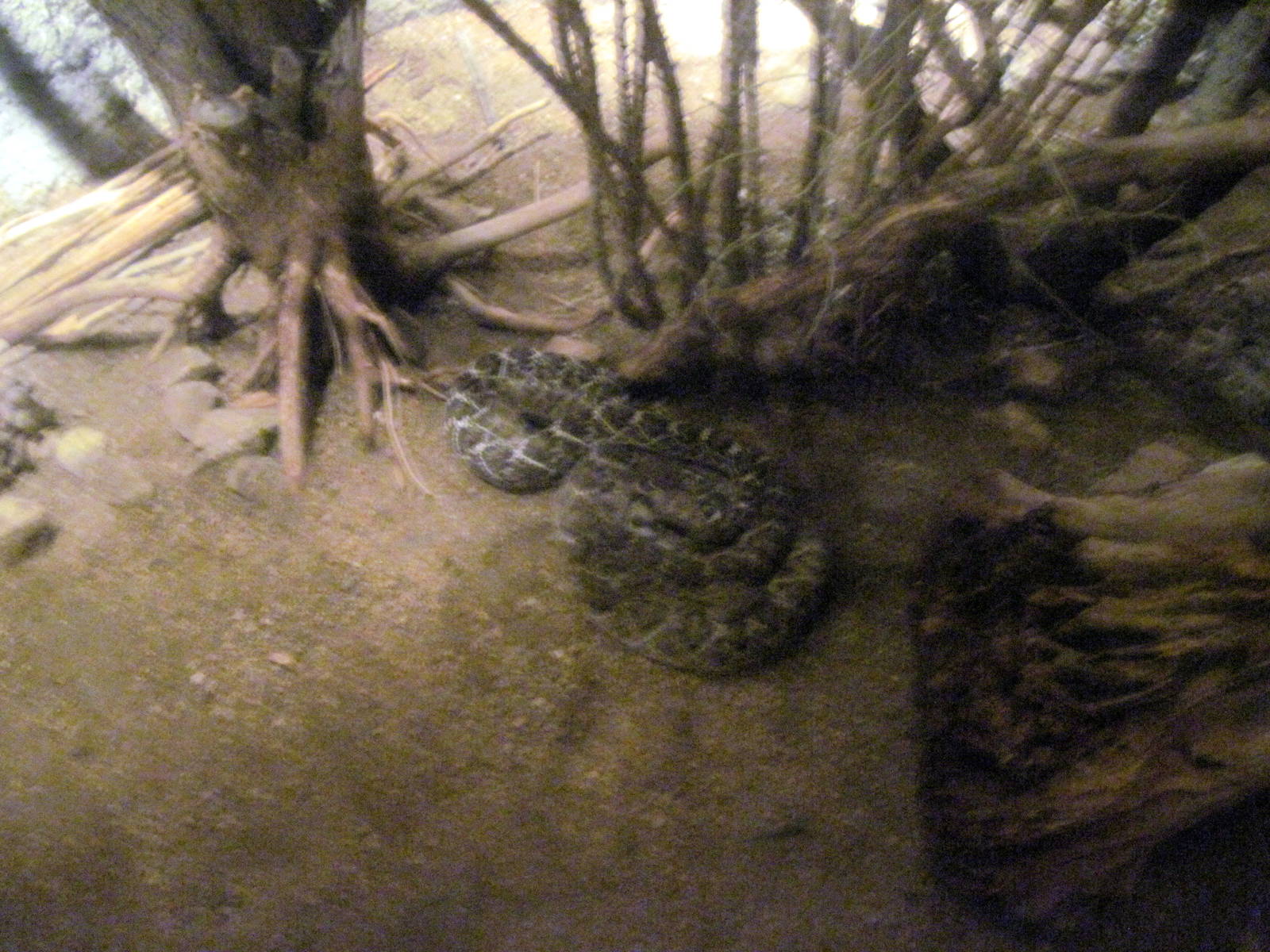 Desert Dome-Western Diamondback Rattlesnake