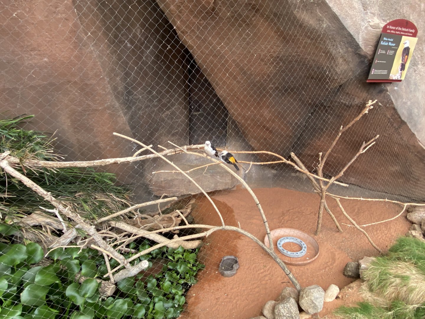 Desert Dome - White-Headed Buffalo Weaver Exhibit