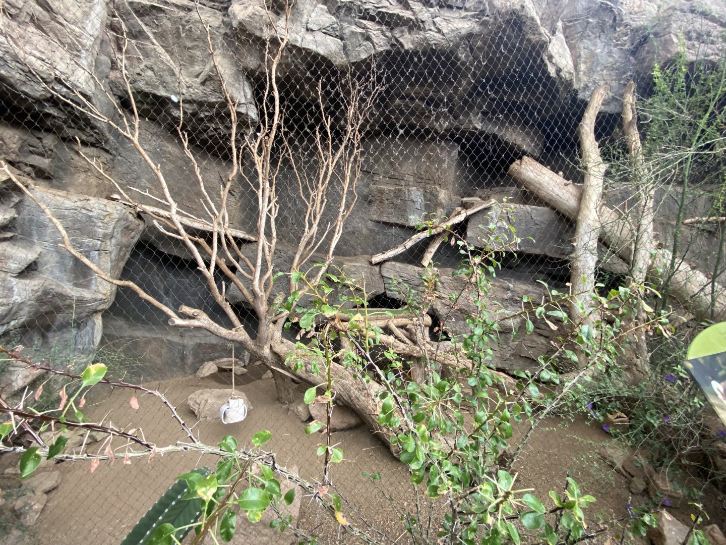 Desert Dome - White-Nosed Coati Exhibit