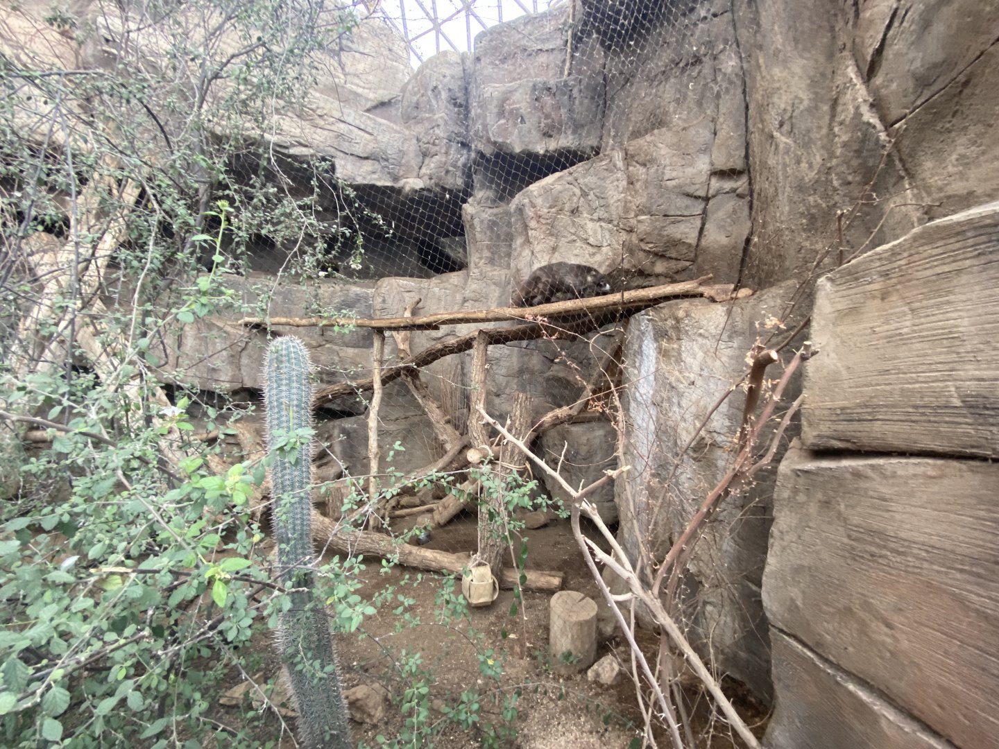 Desert Dome - White Nosed Coati Exhibit