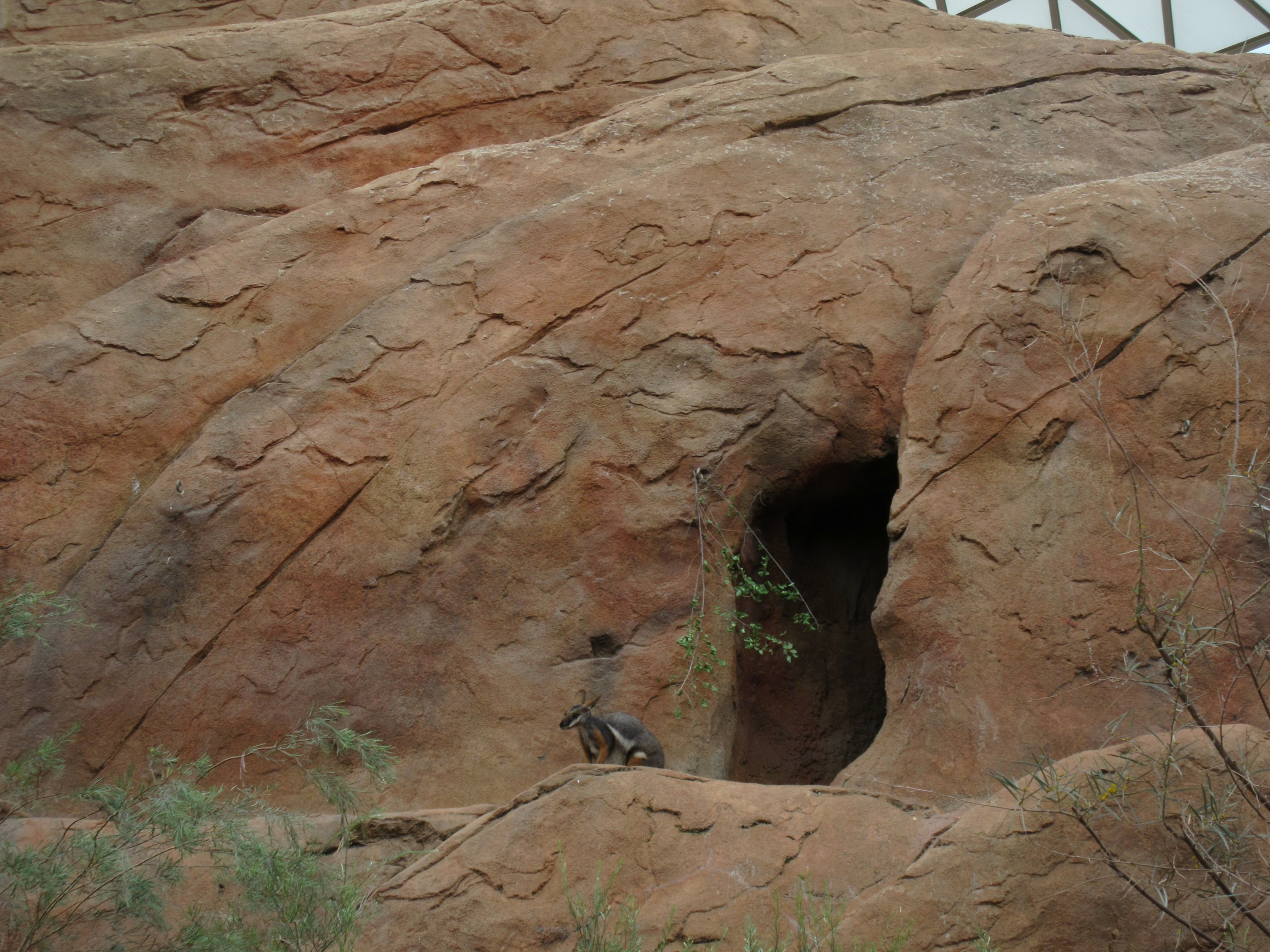 Desert Dome - Yellow-footed Rock Wallaby