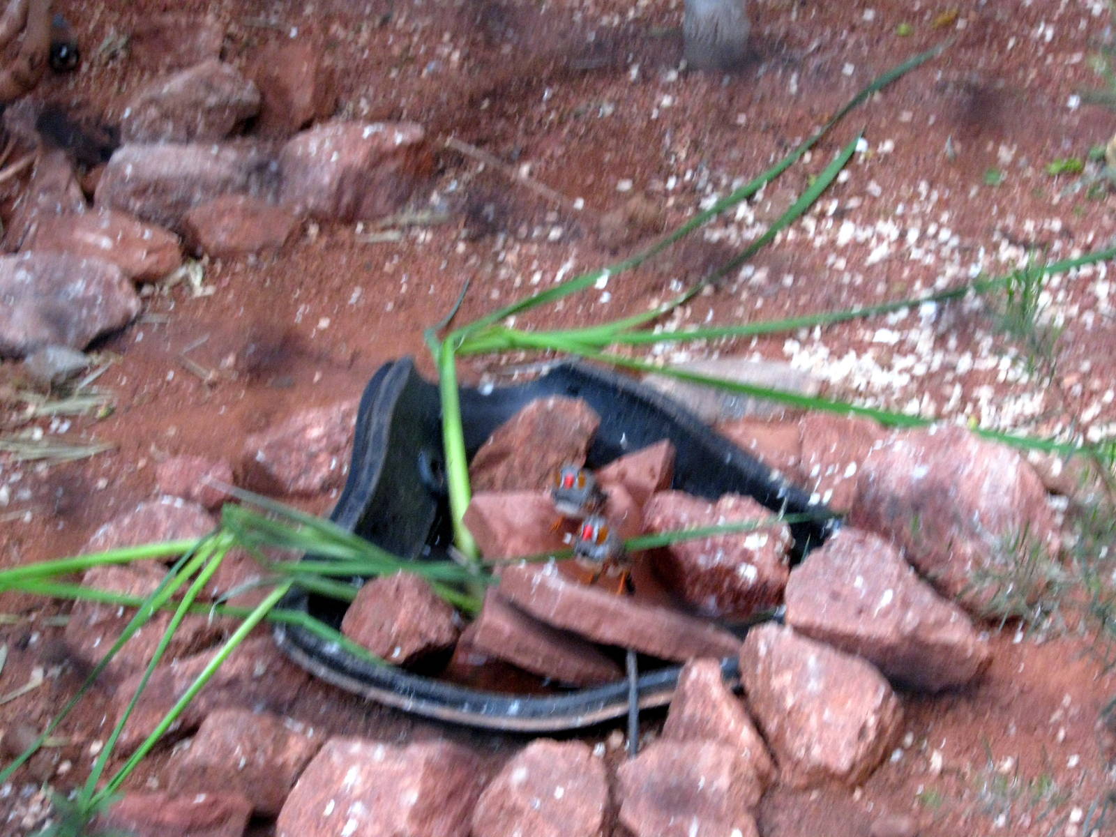 Desert Dome-Zebra Finch
