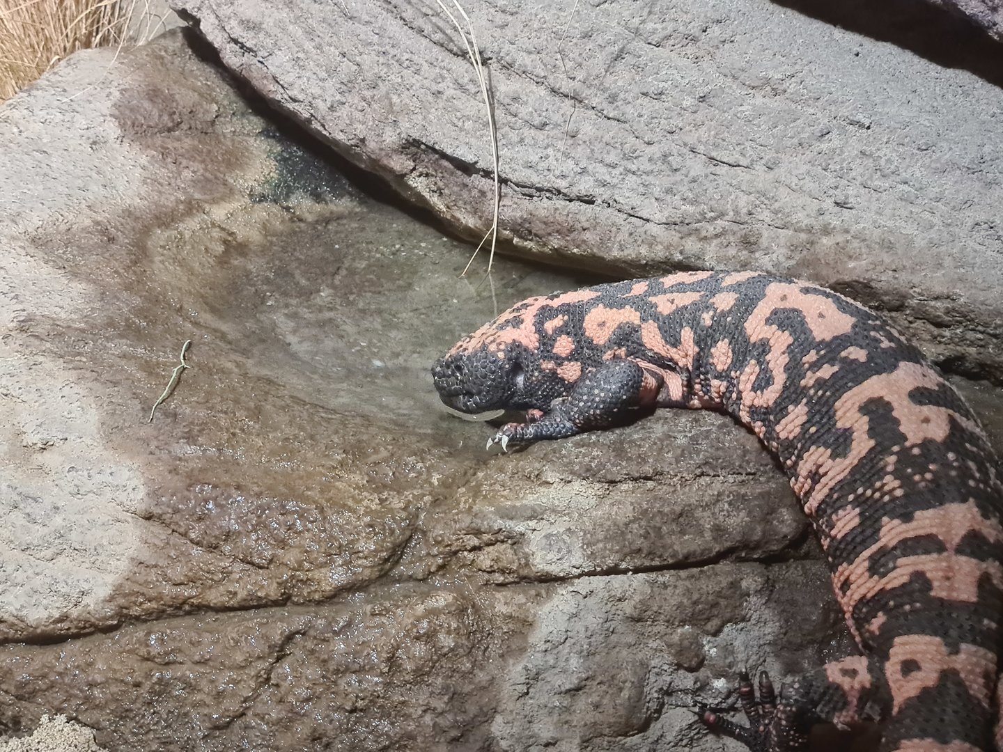 Desert - Drinking Gila monster
