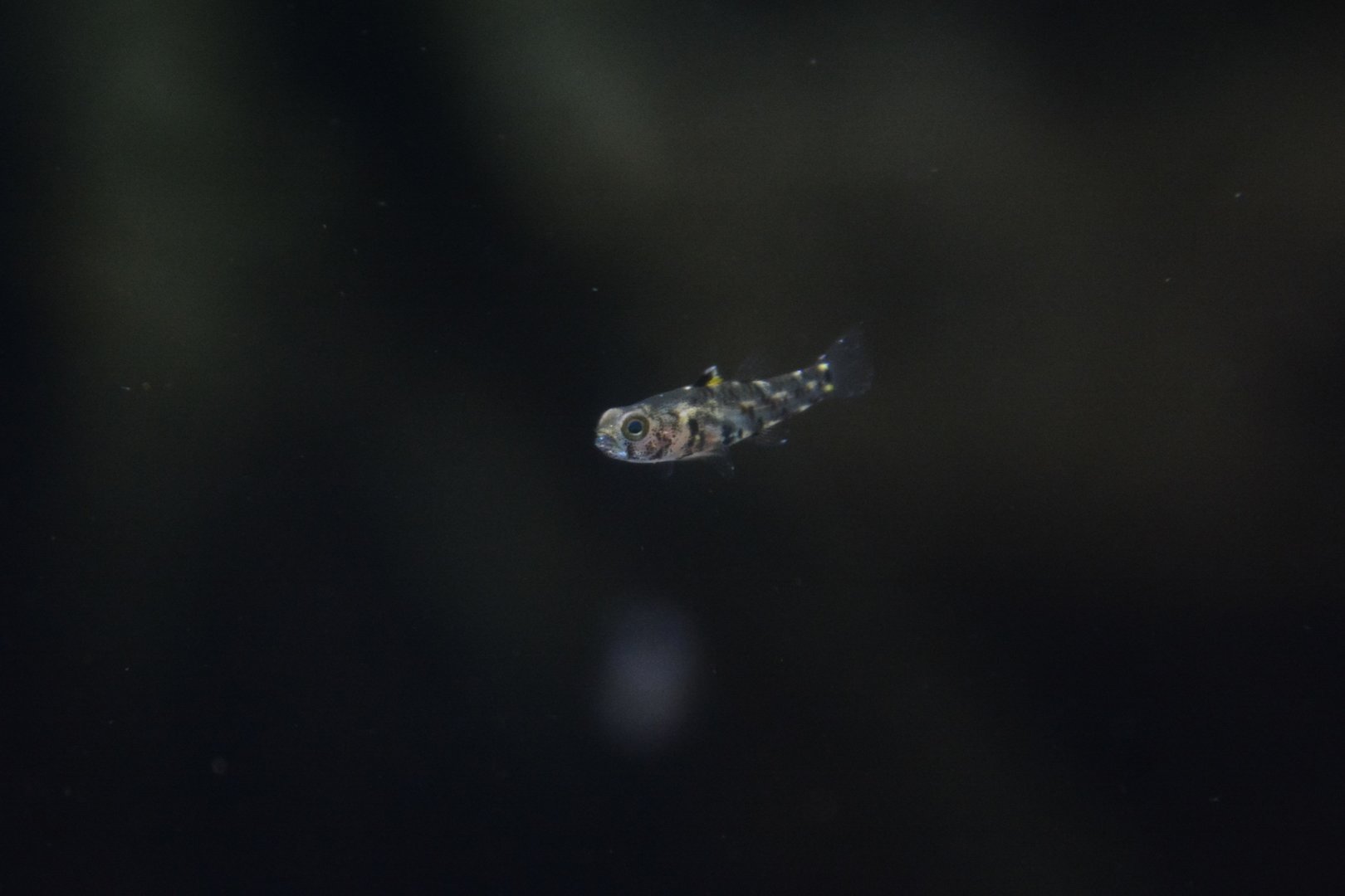 Desert dwarf goby (Pandaka trimaculata)